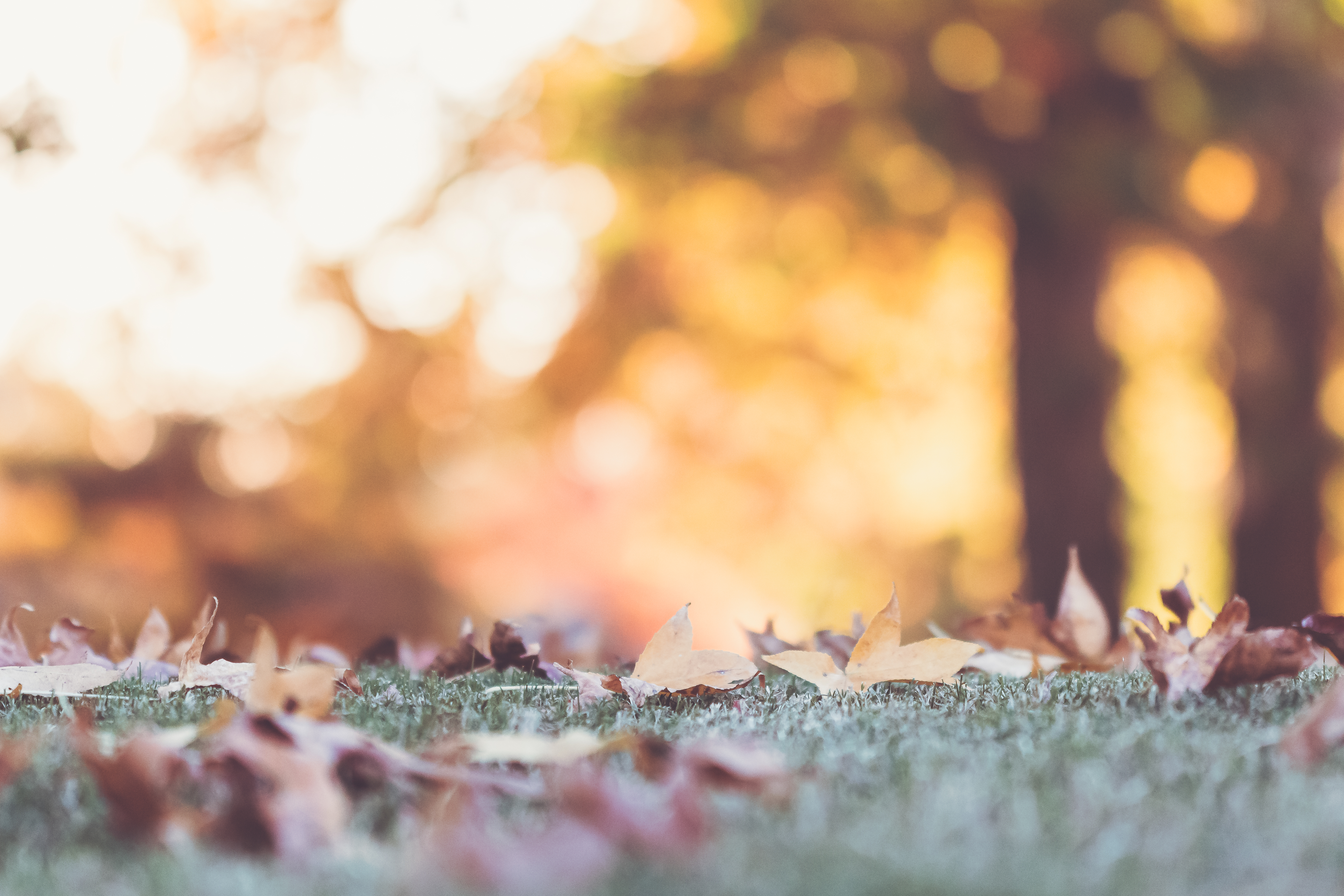 Wallpapers fall autumn boke on the desktop