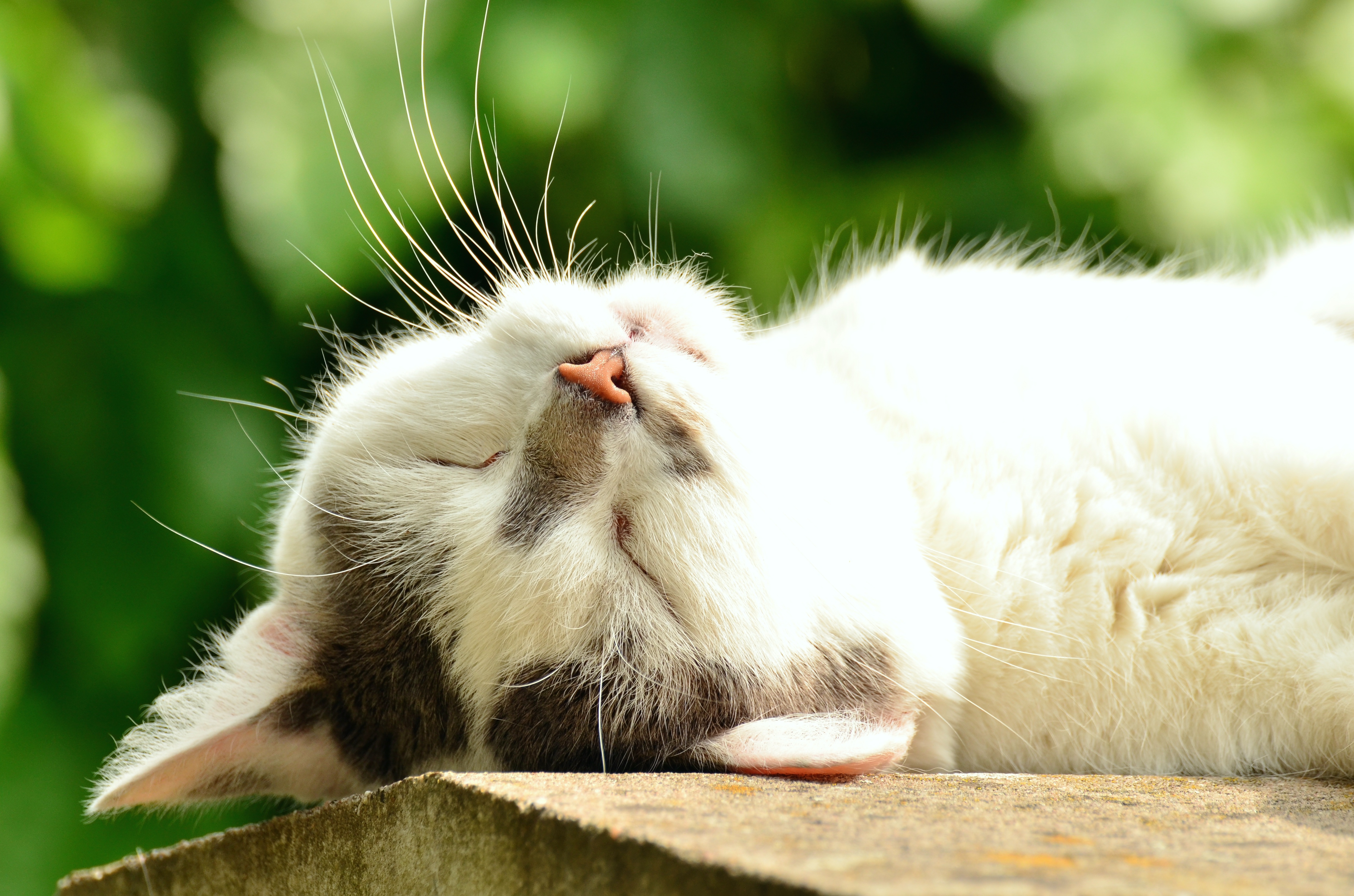 Free photo A picture of a sleeping kitty in nature