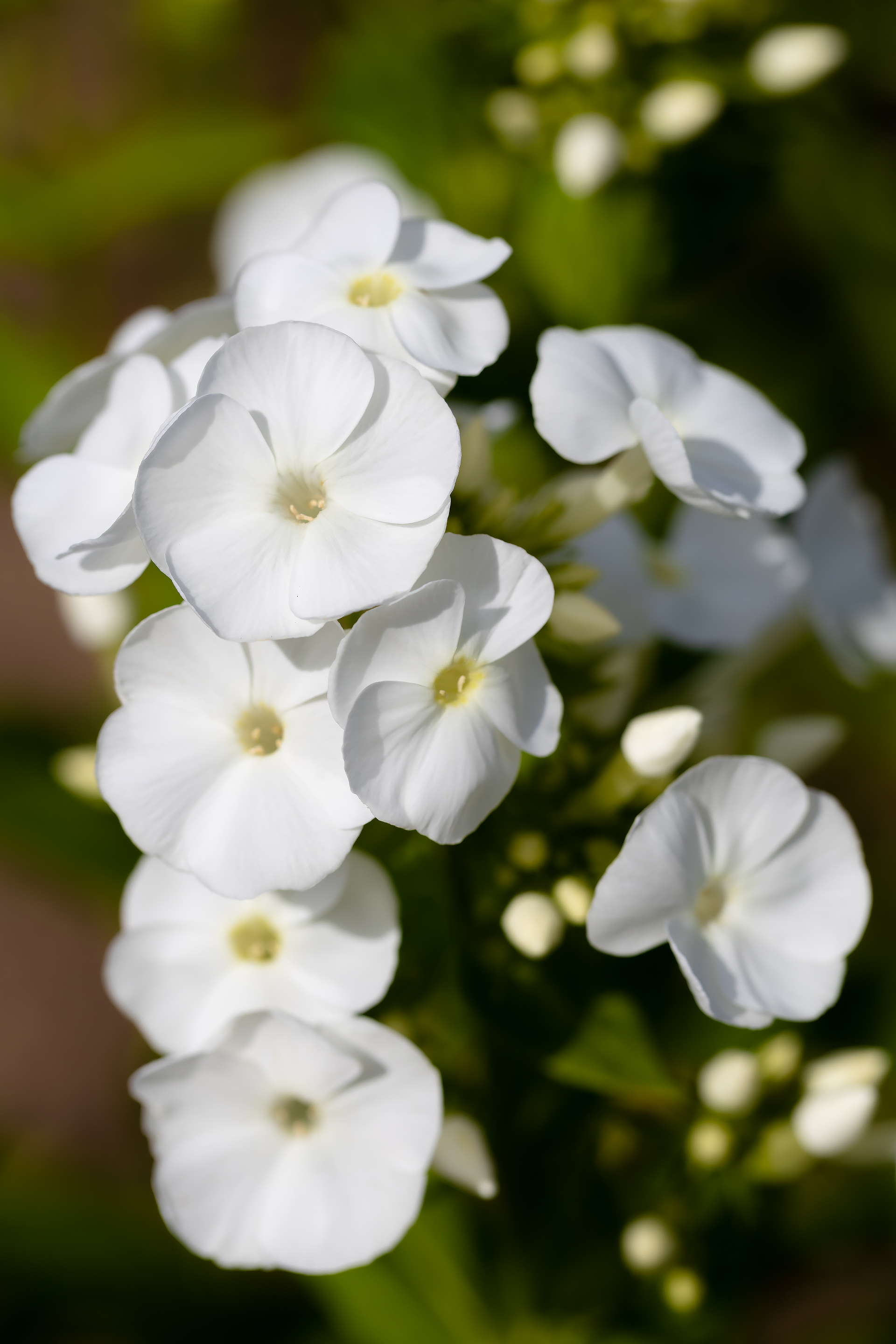 Бесплатное фото Цветки белого флокса