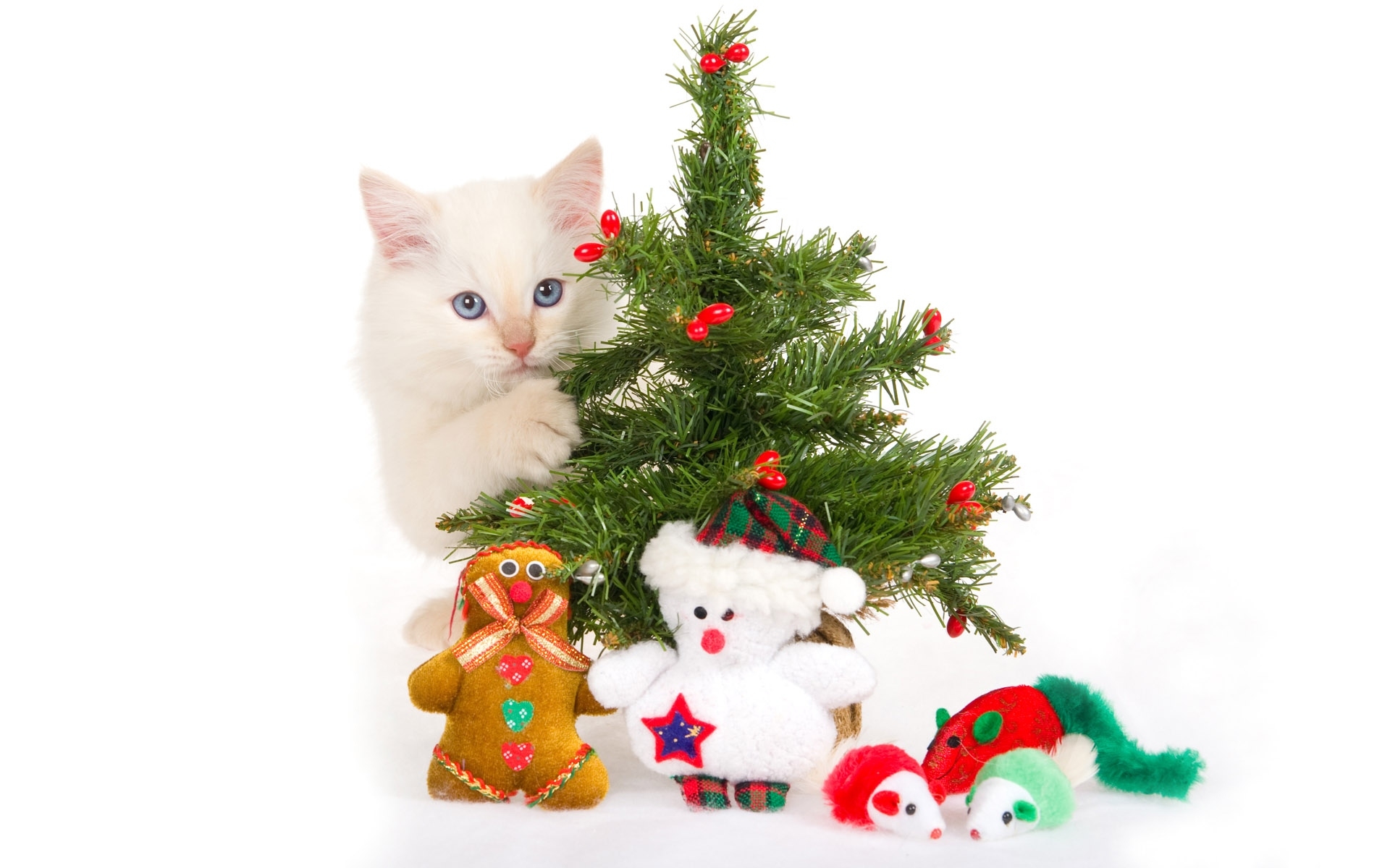 一只白色小猫和一棵圣诞树