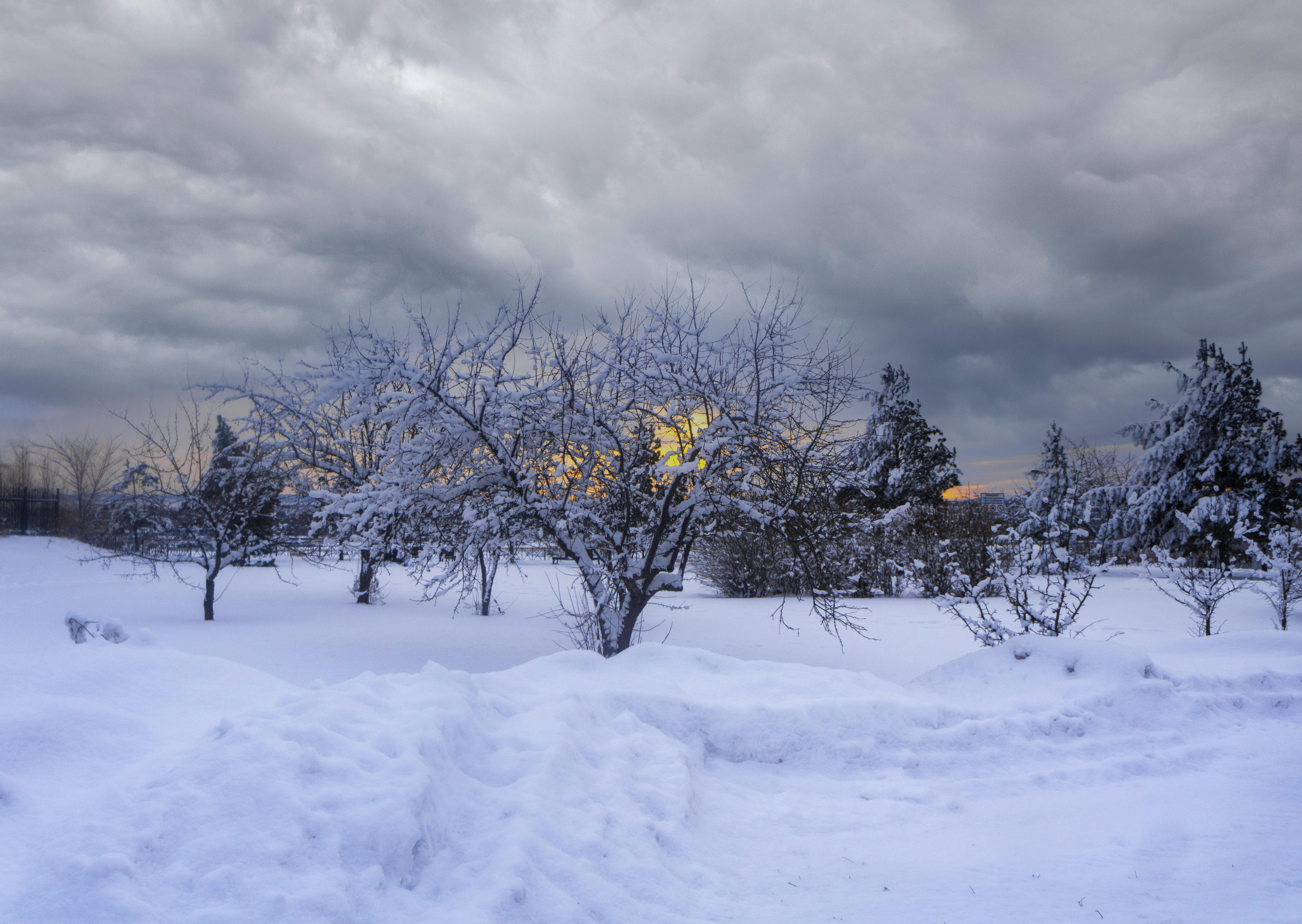 Free photo Morning Winter Forest