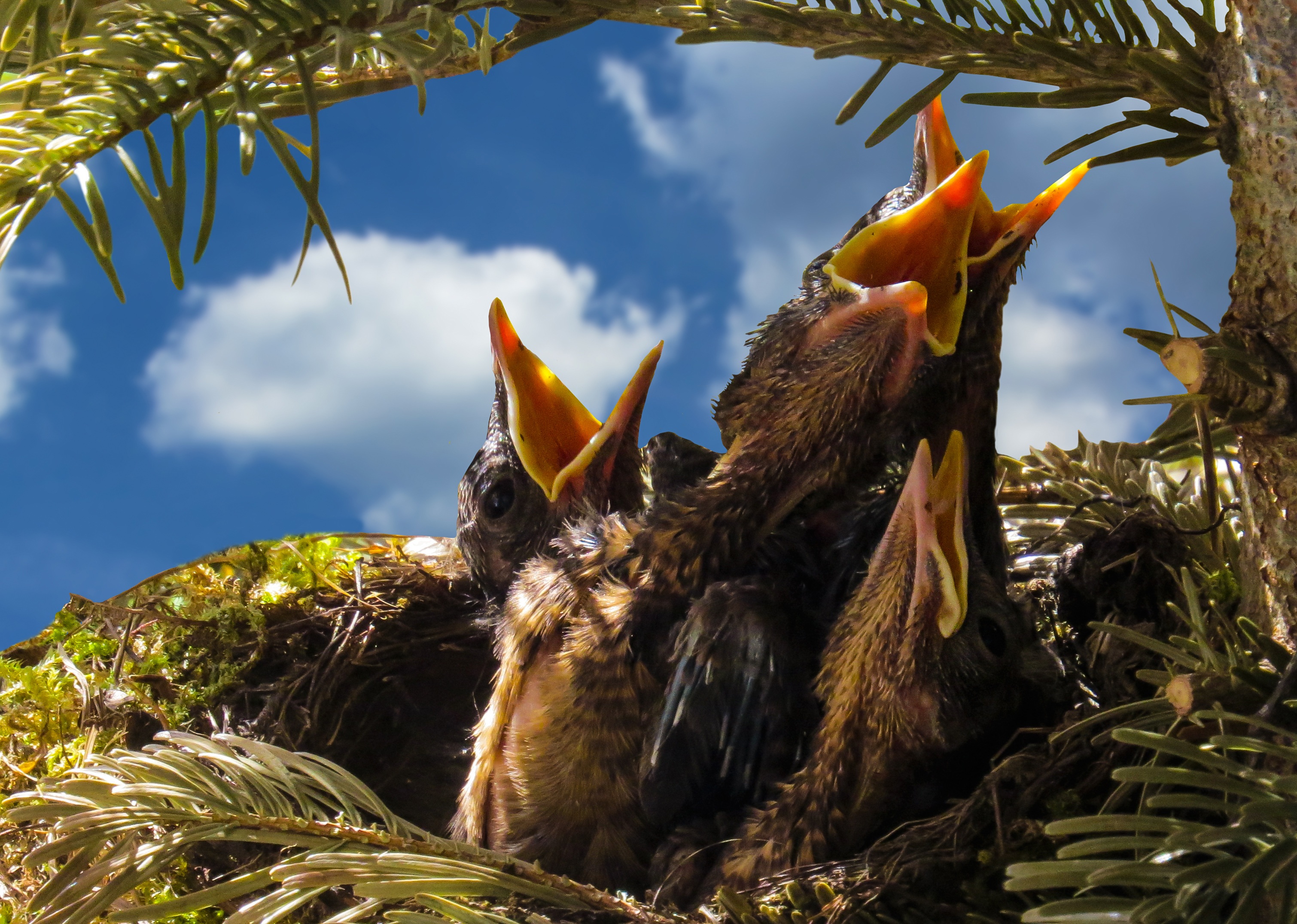 免费照片鸟巢里的小鸟正在乞讨食物。
