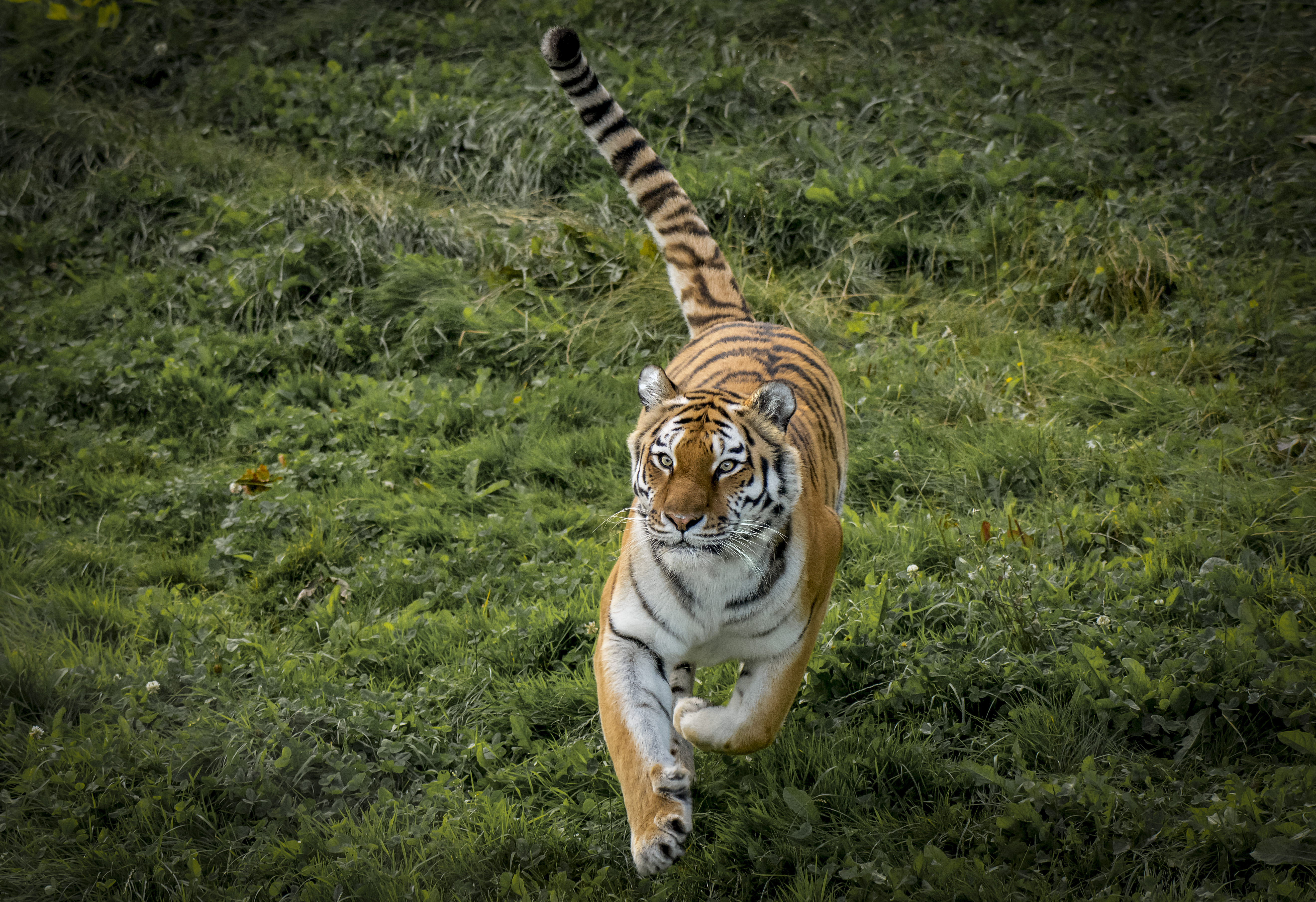 Free photo Background animal, Amur tiger on the desktop