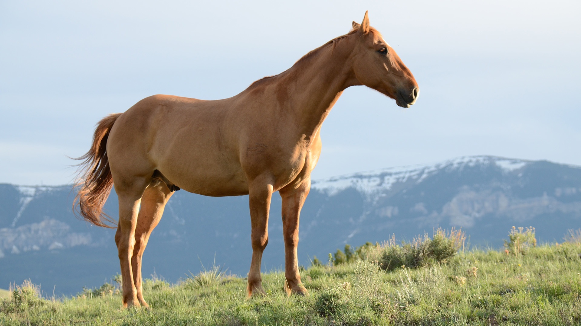 Free photo The horse is standing in the field