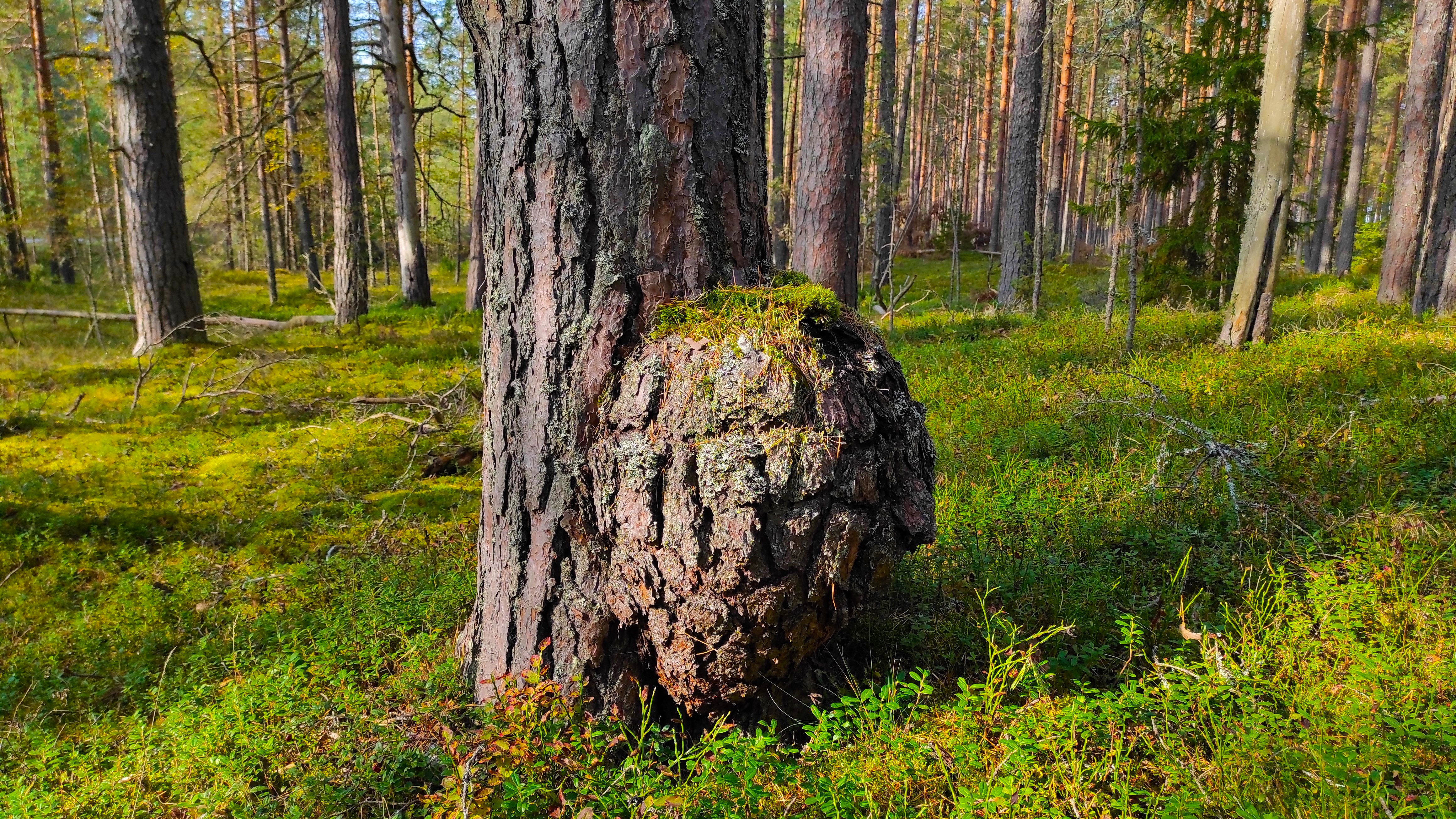 Free photo Cap on a pine tree