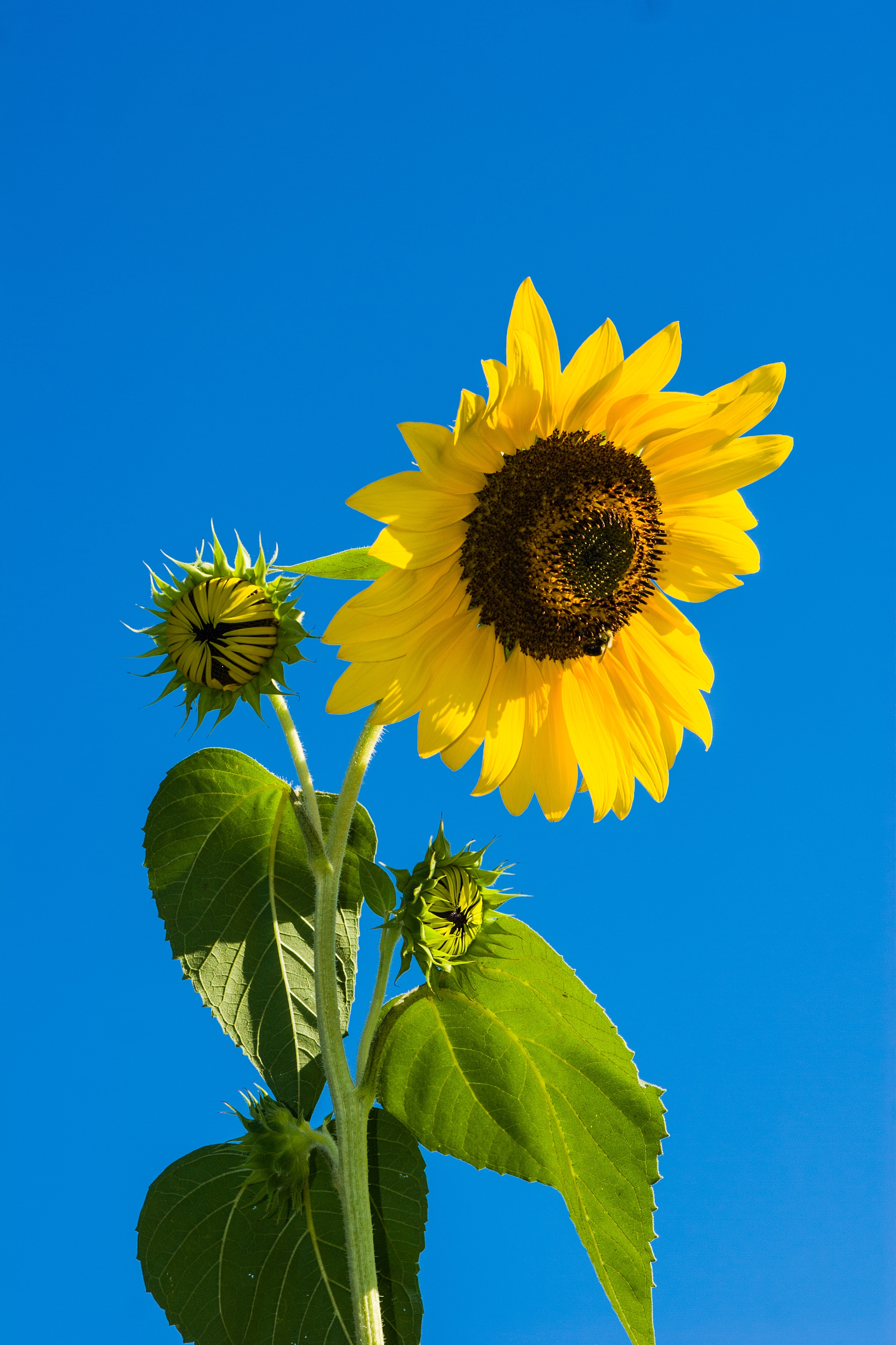 Wallpapers nature outdoor flower on the desktop