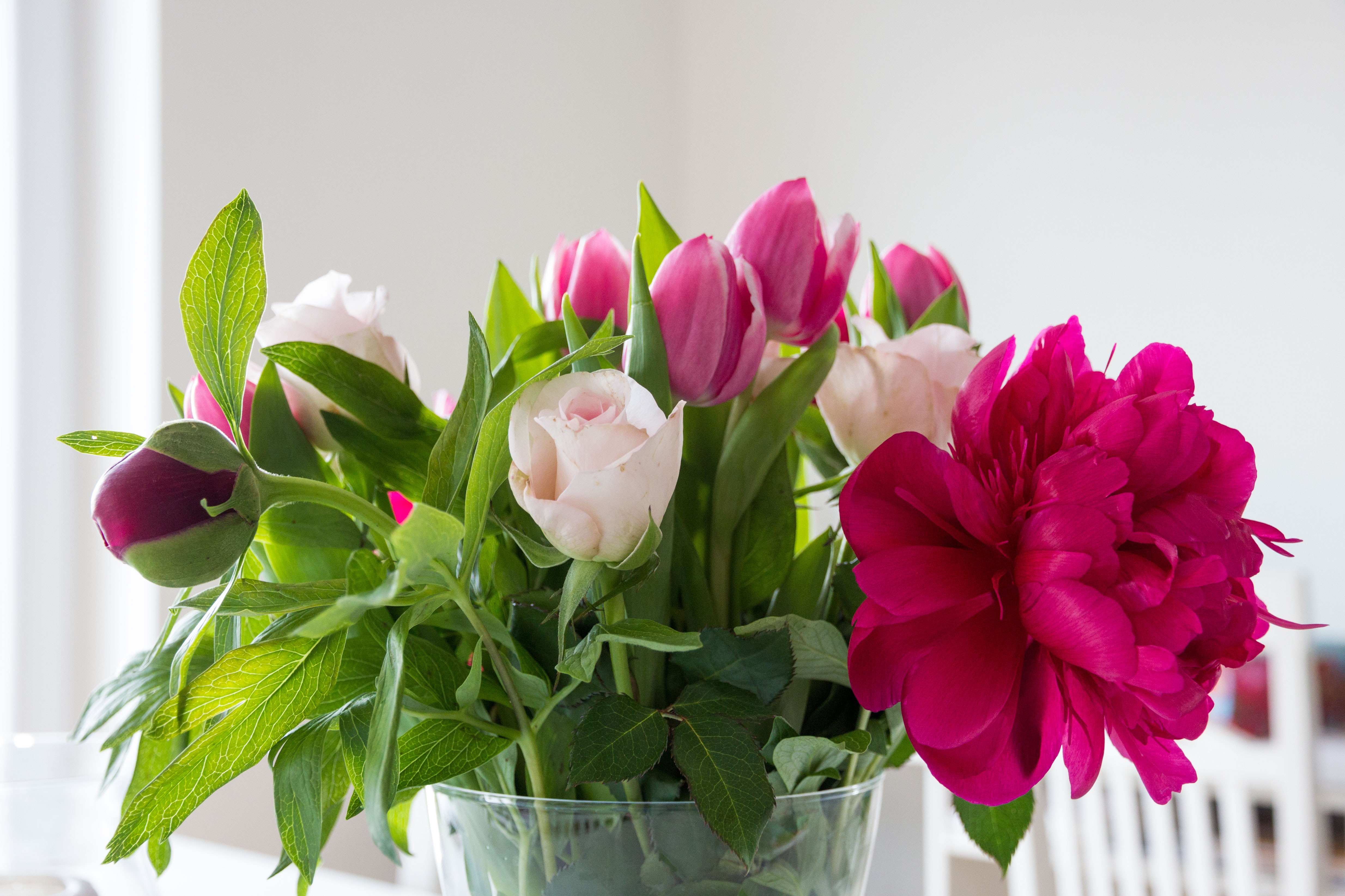 Wallpapers plant flower petal on the desktop