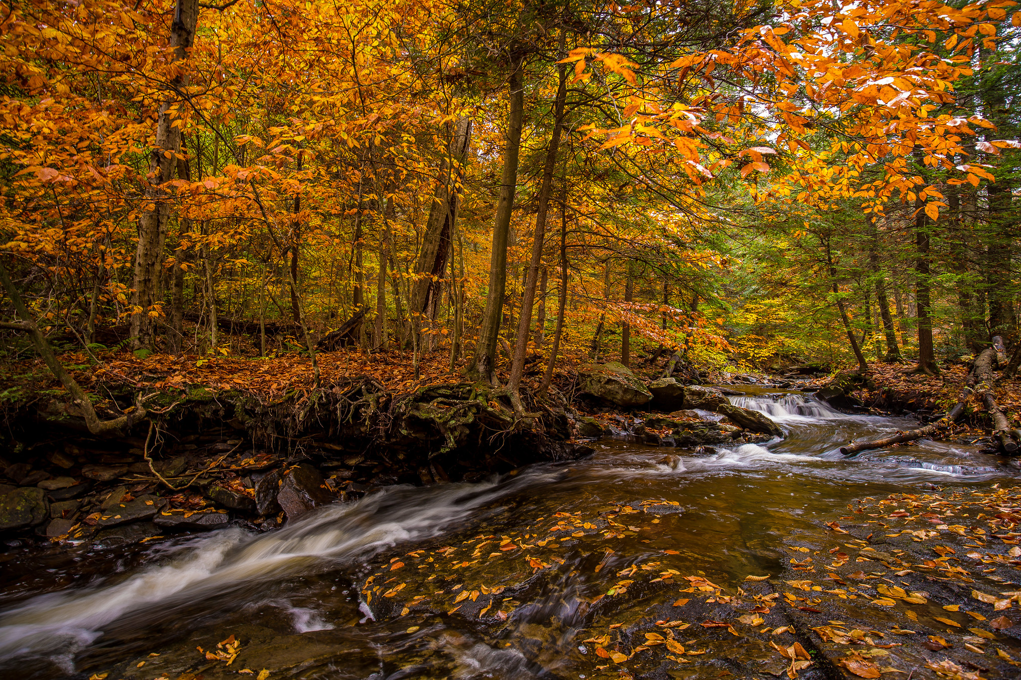 Wallpapers Ricketts Glen State Park in Pennsylvania State Park Ricketts Glen Pennsylvania on the desktop