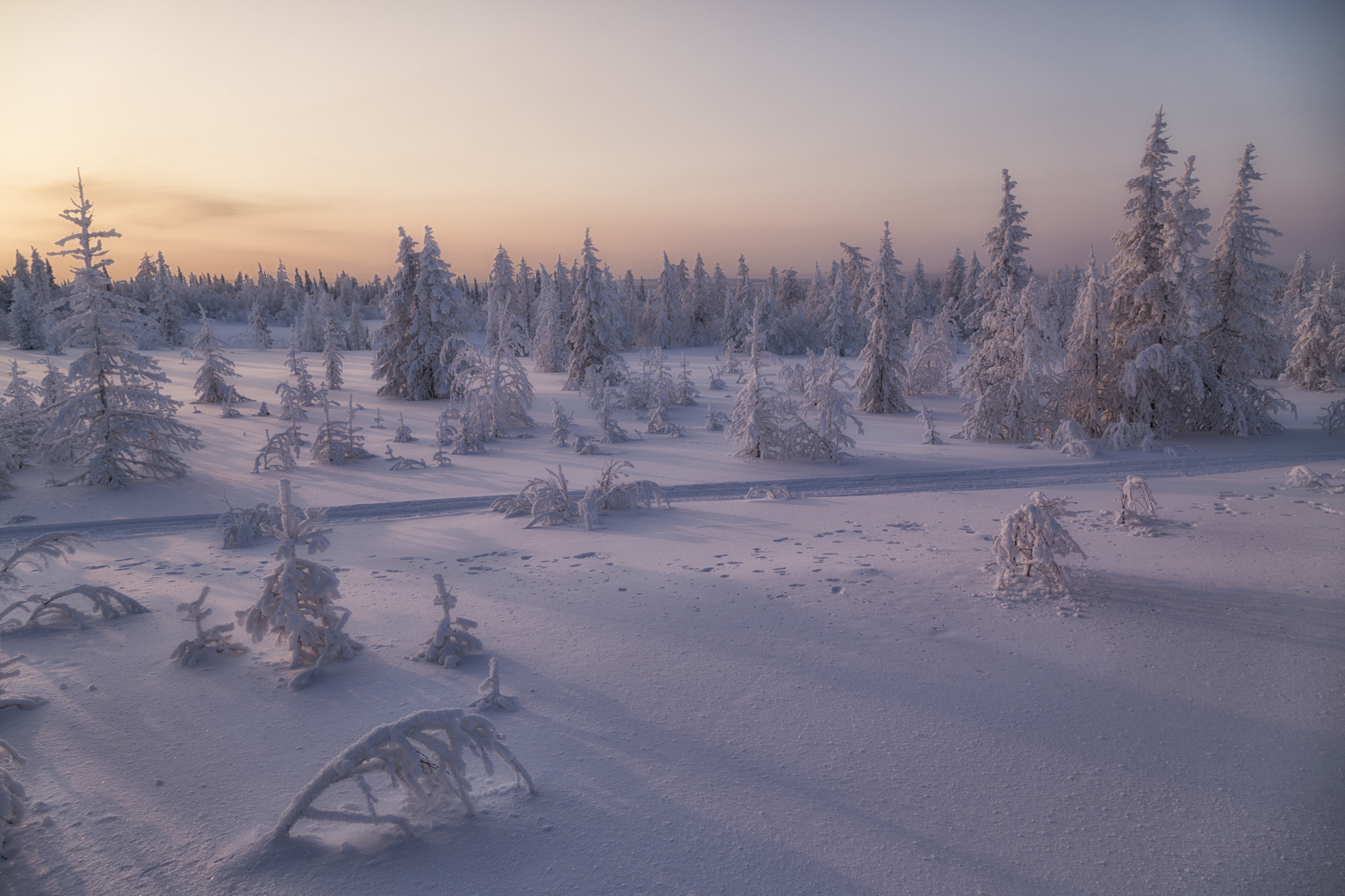 Free photo Landscape of forest-tundra