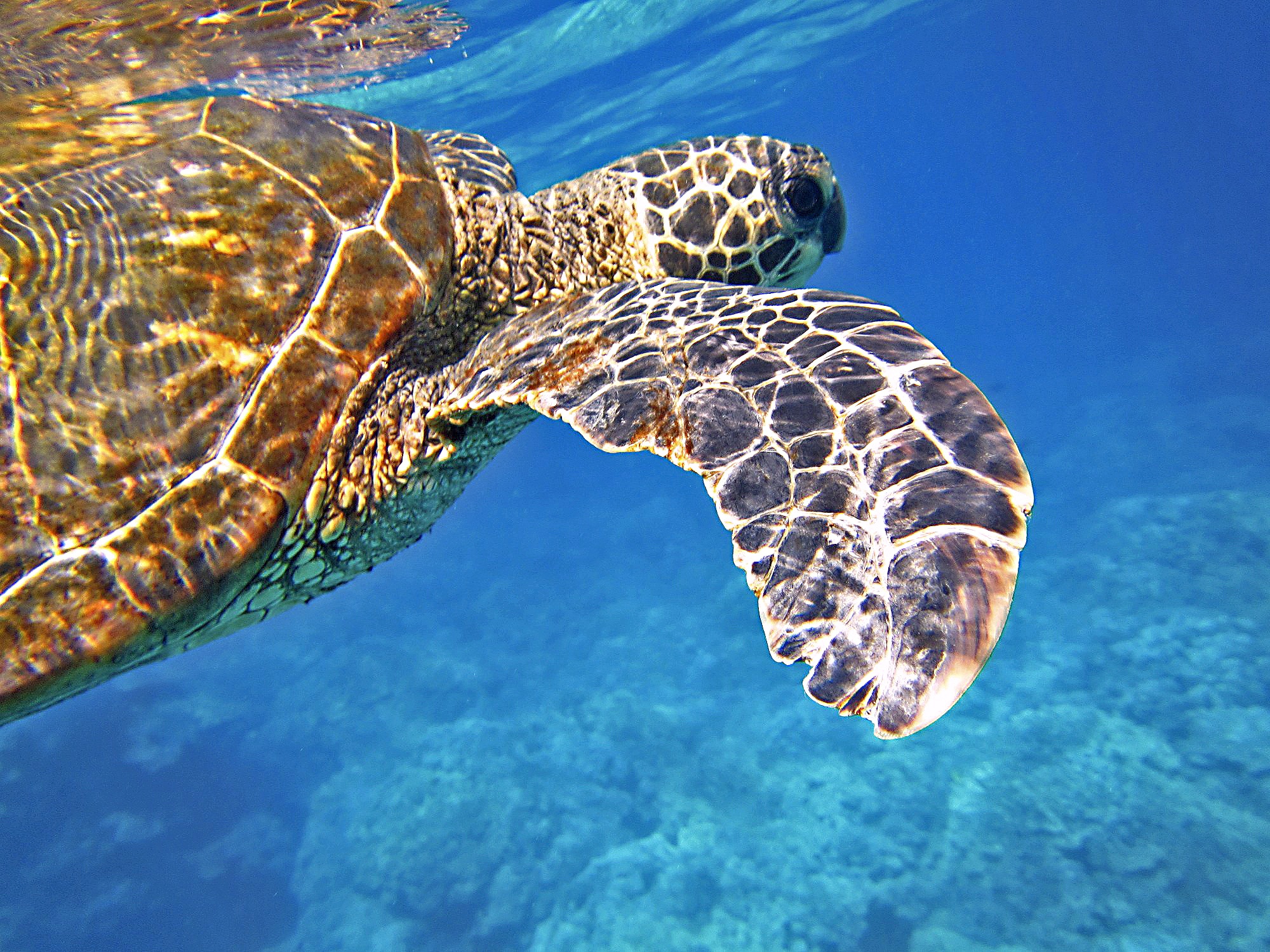 Free photo A sea turtle swims near the surface of the water