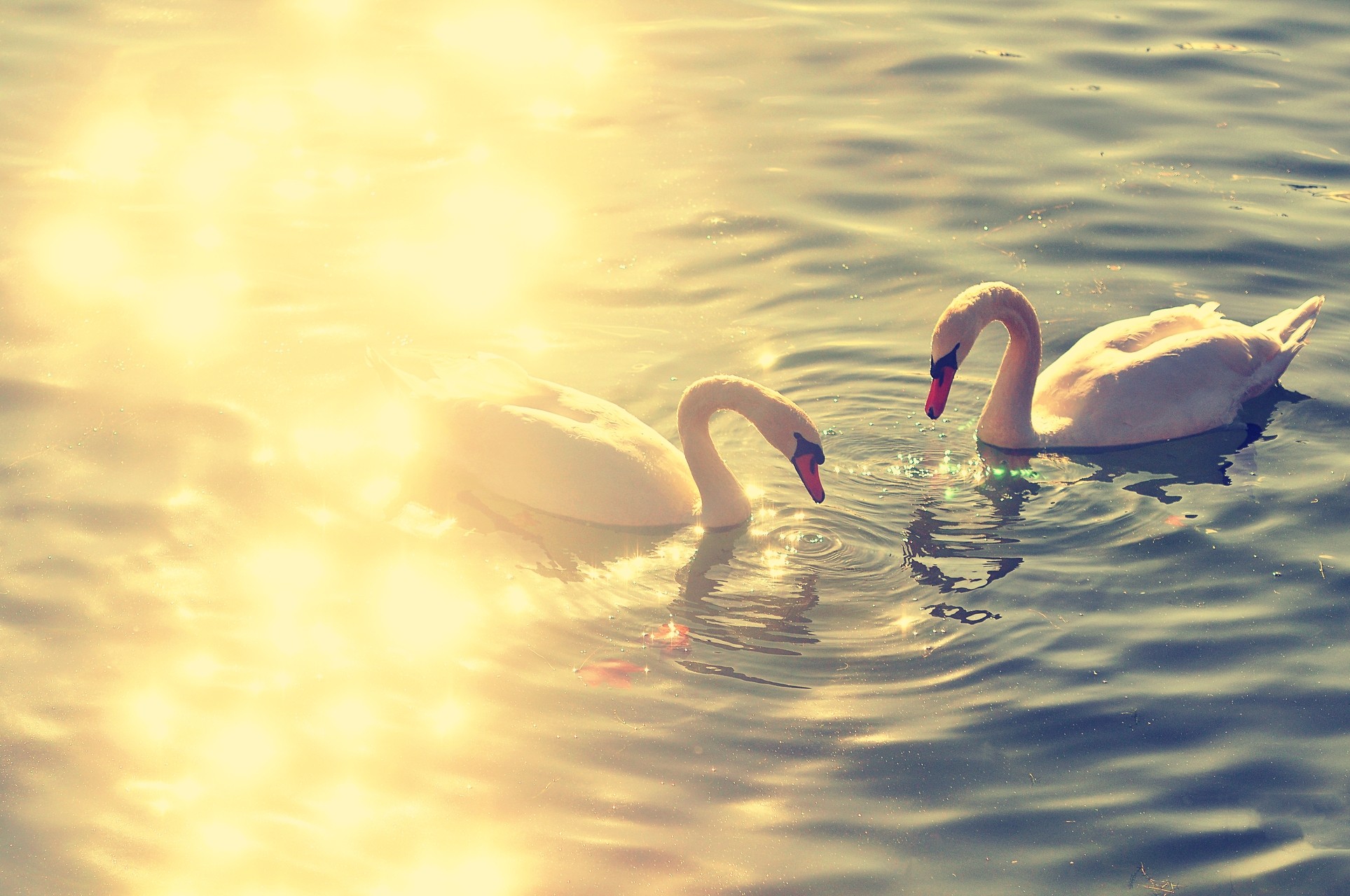 Free photo Two white swans on a sunny lake.