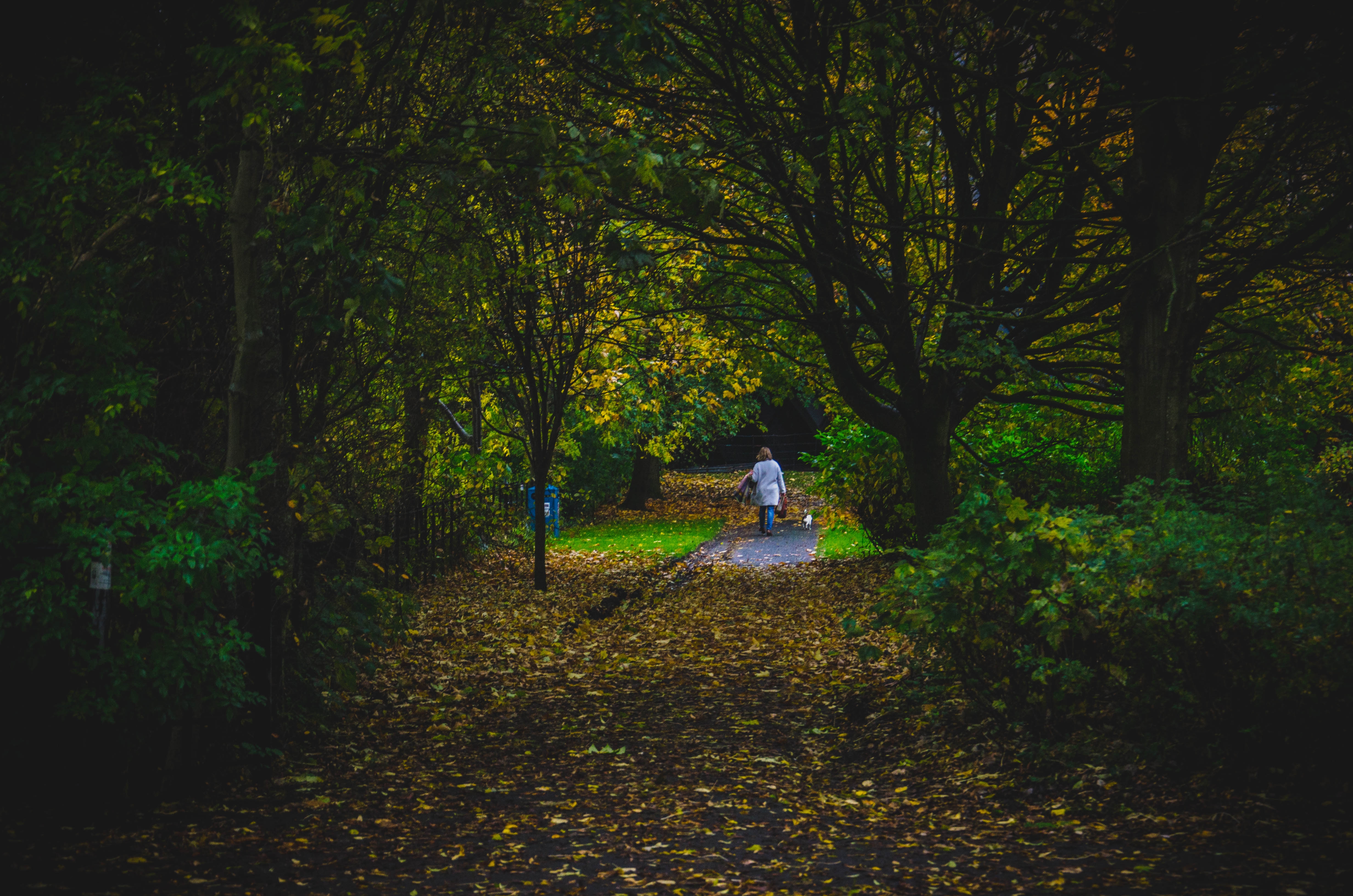 Wallpapers wallpaper park autumn trees on the desktop