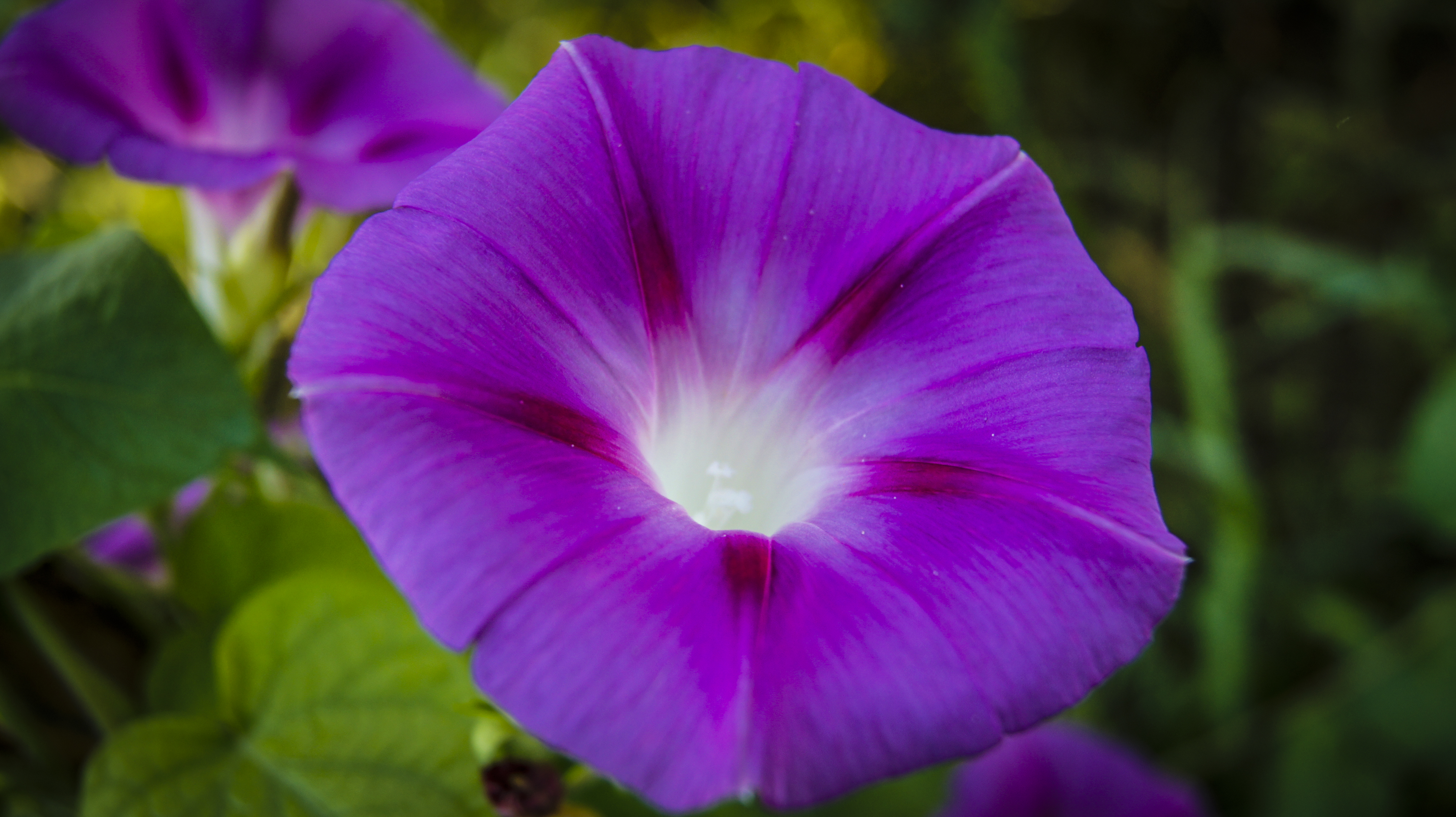 Free photo Curly flowers.Purple.Vines.Annual flowers.