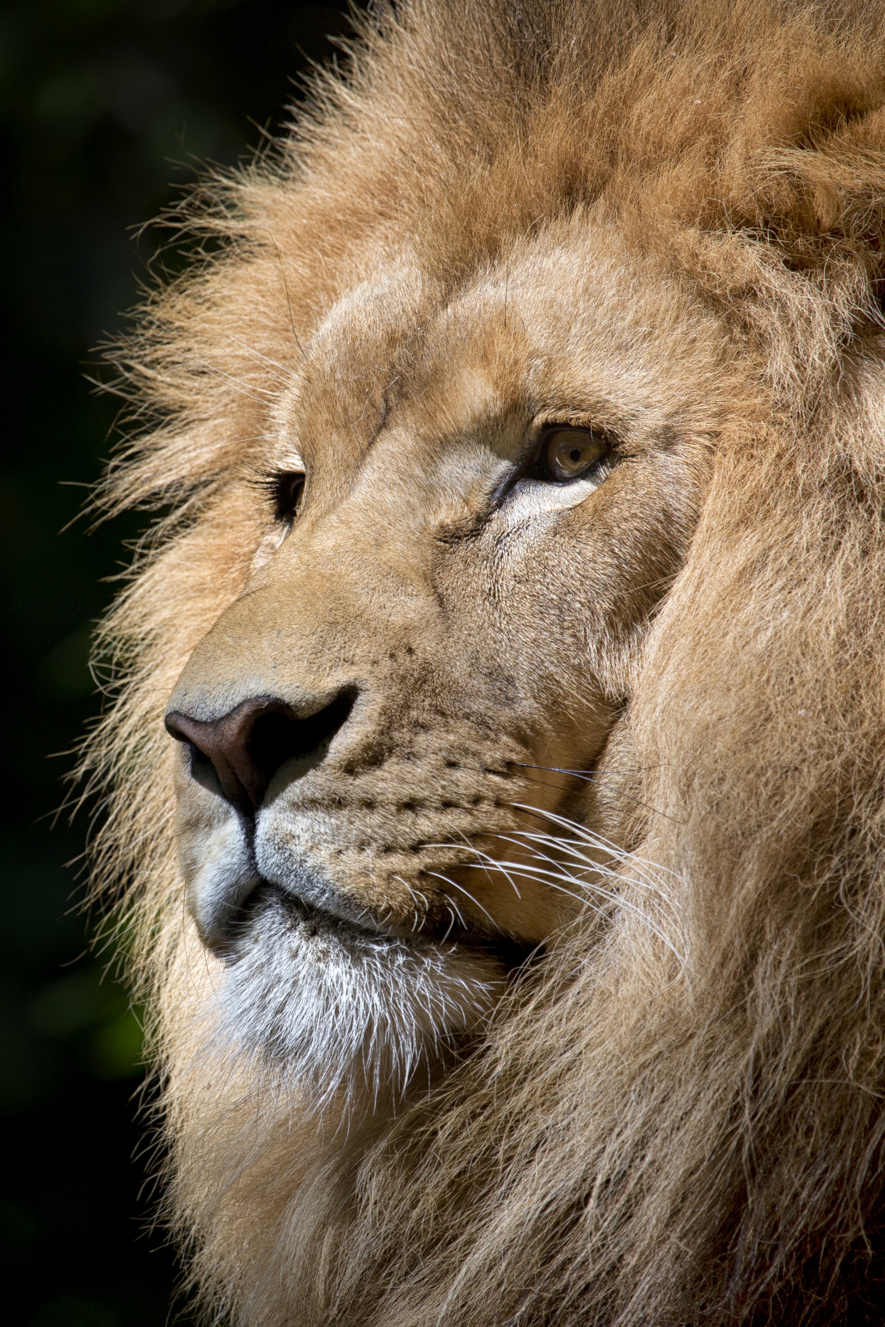 免费照片鬃毛浓密的成年狮子肖像
