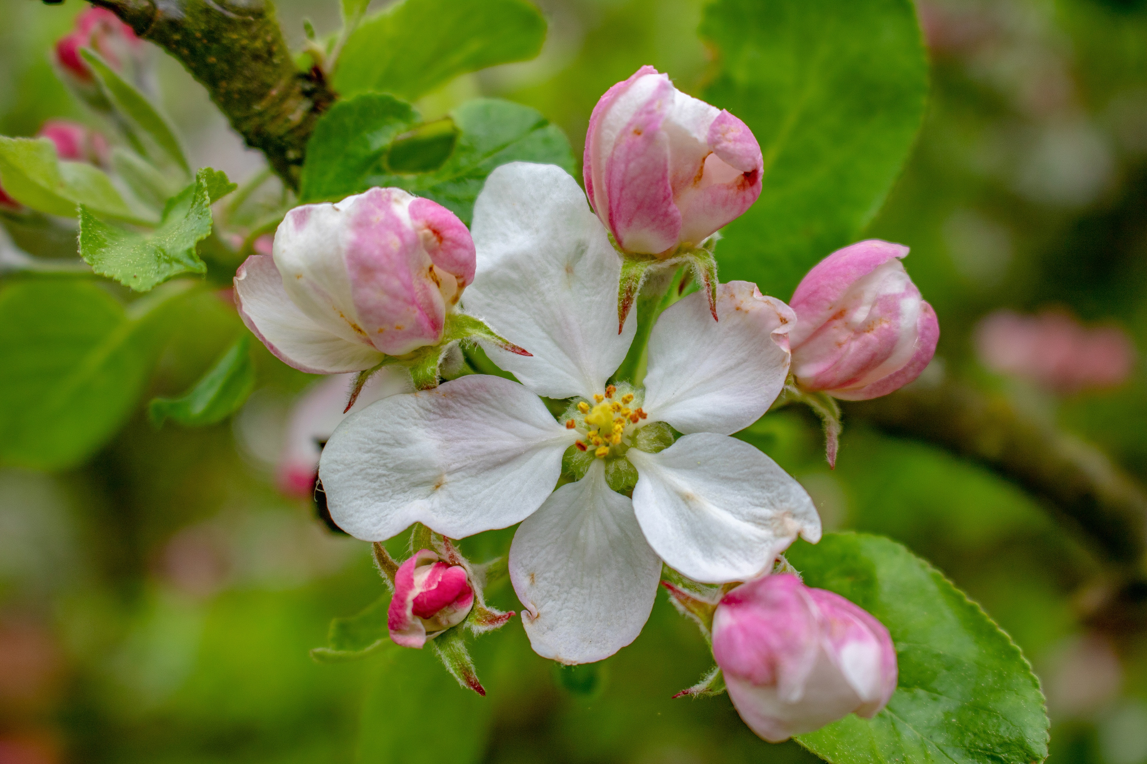 Free photo White Apple tree