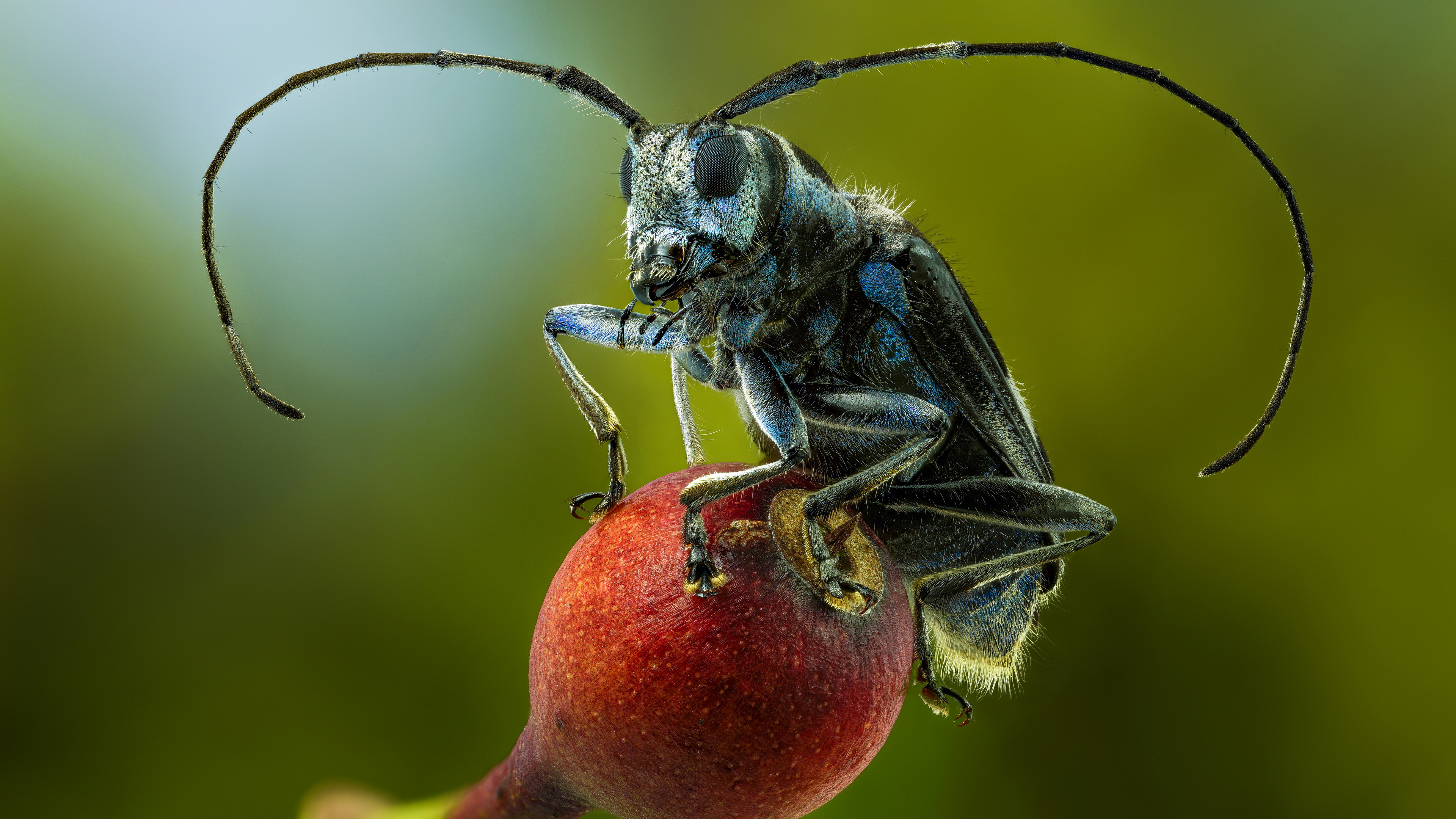 Free photo A long-necked beetle with a long mustache