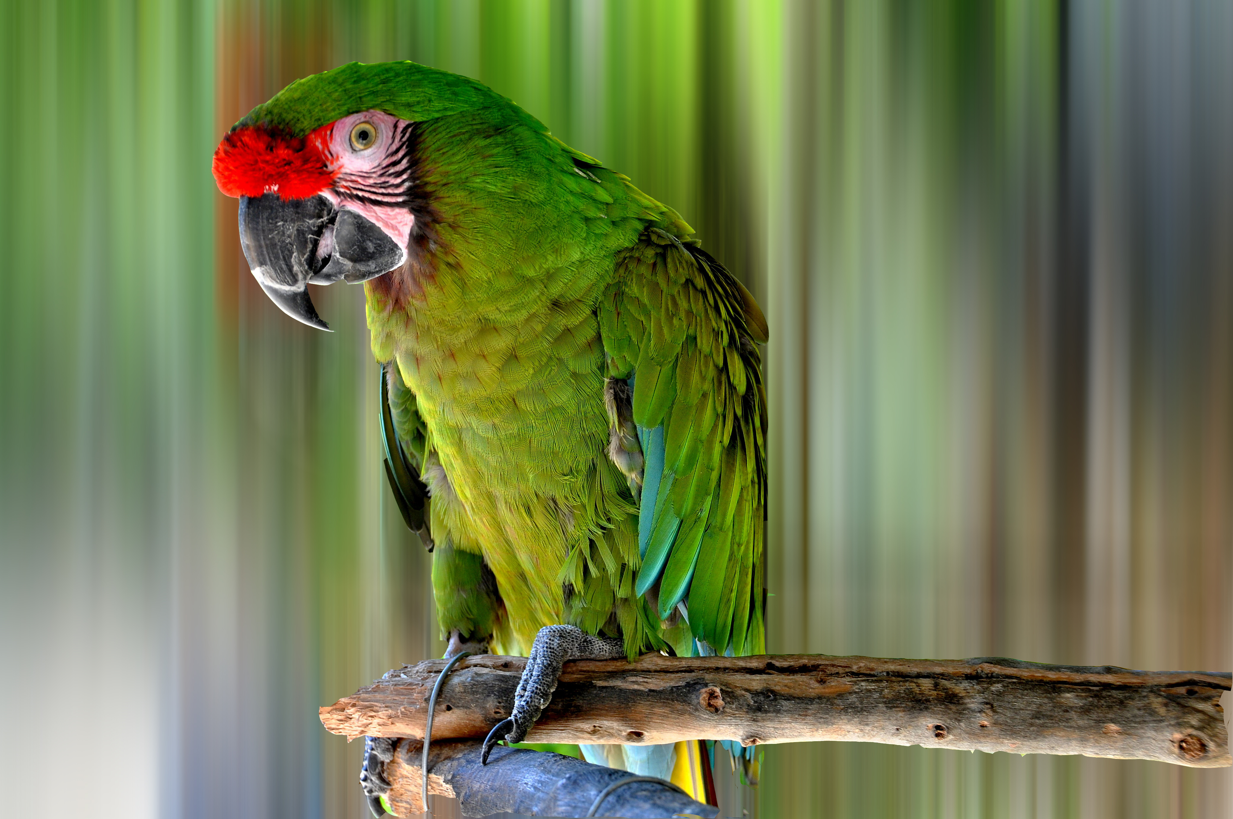 Free photo A green parrot sits on a tree branch