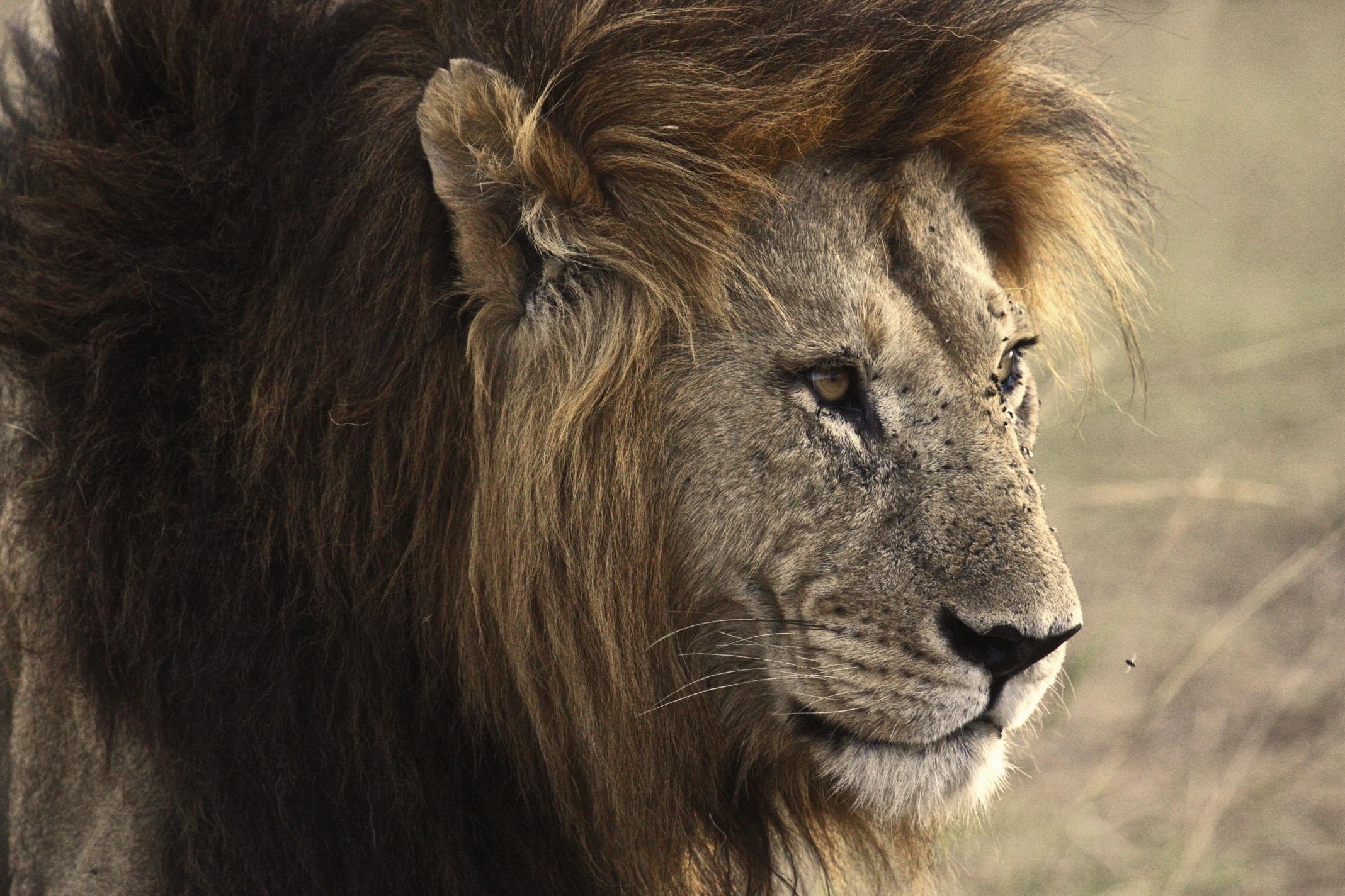 Free photo An old lion with scars on his face.