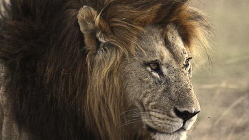Бесплатное фото Старый лев со шрамами на морде