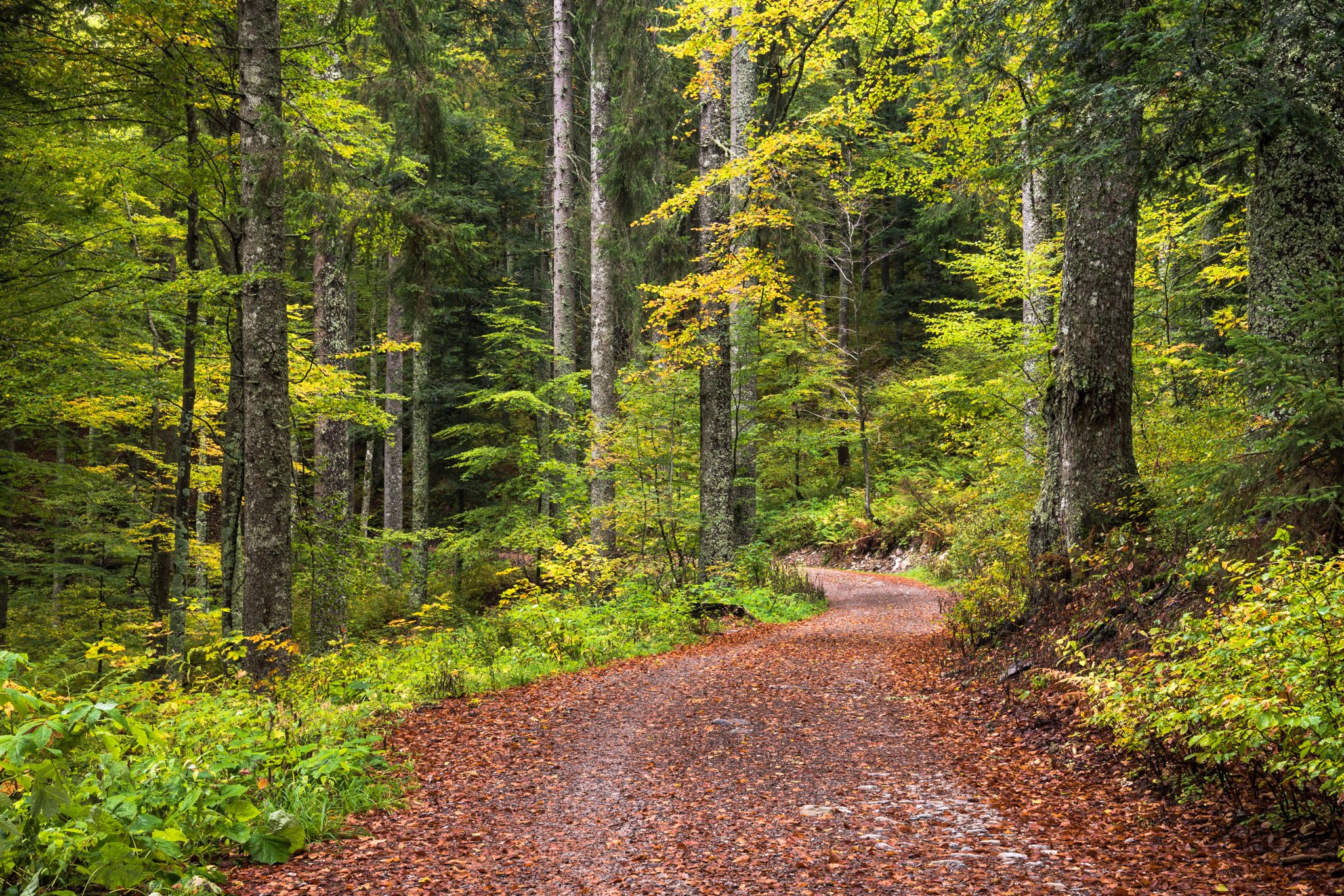 Wallpapers summer summer forest greens on the desktop