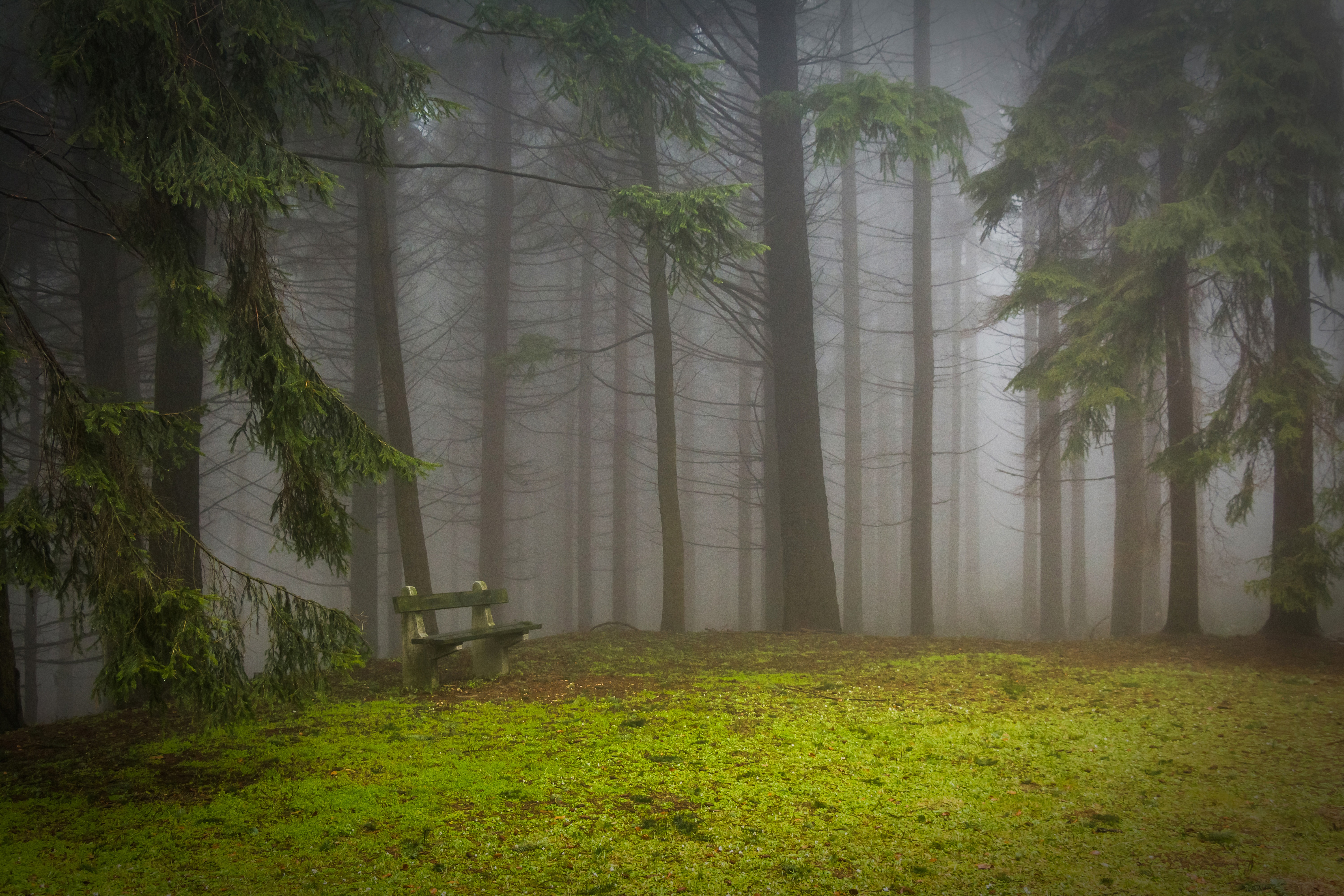 Free photo Forest fog on a summer afternoon