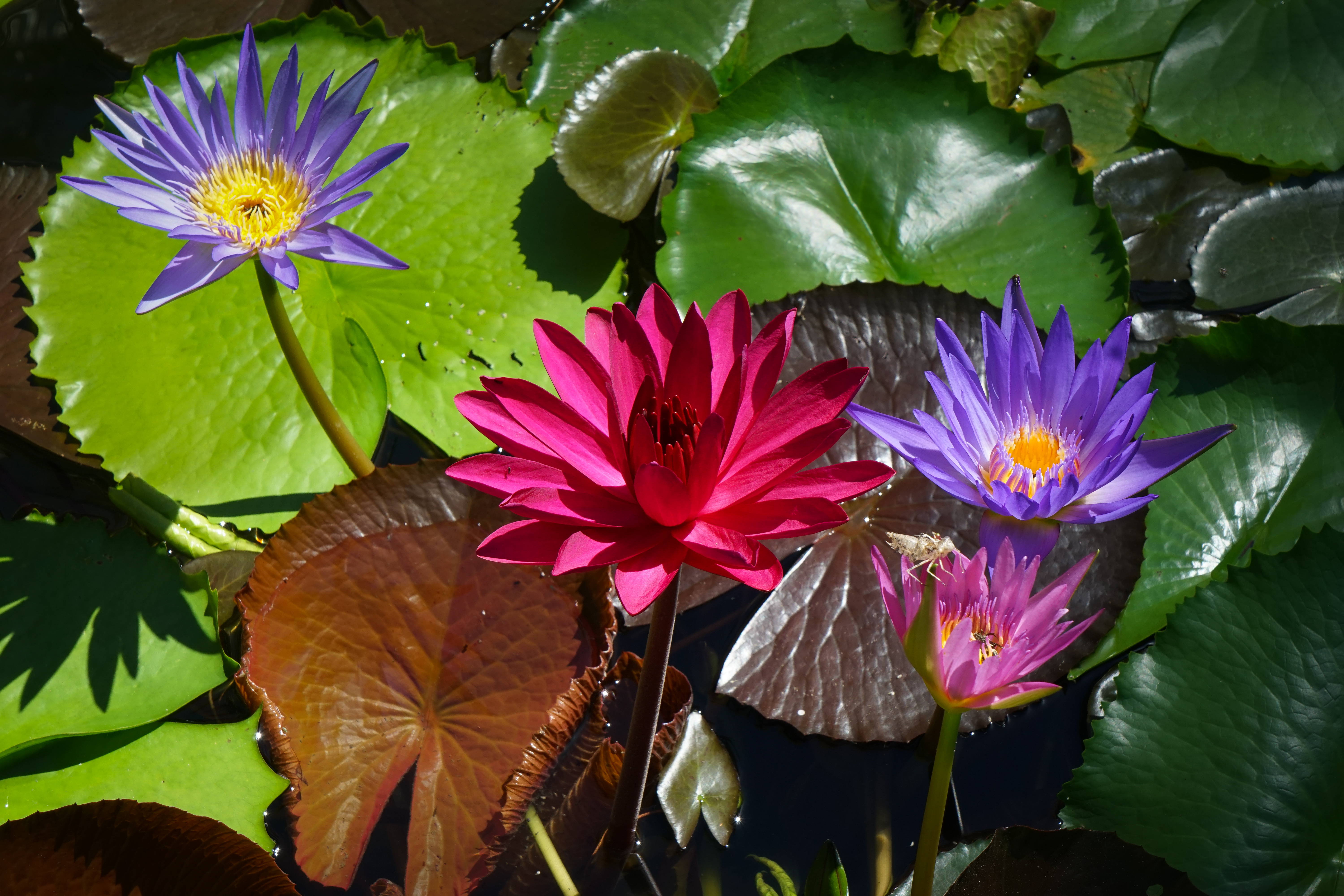 免费照片多彩的百合花