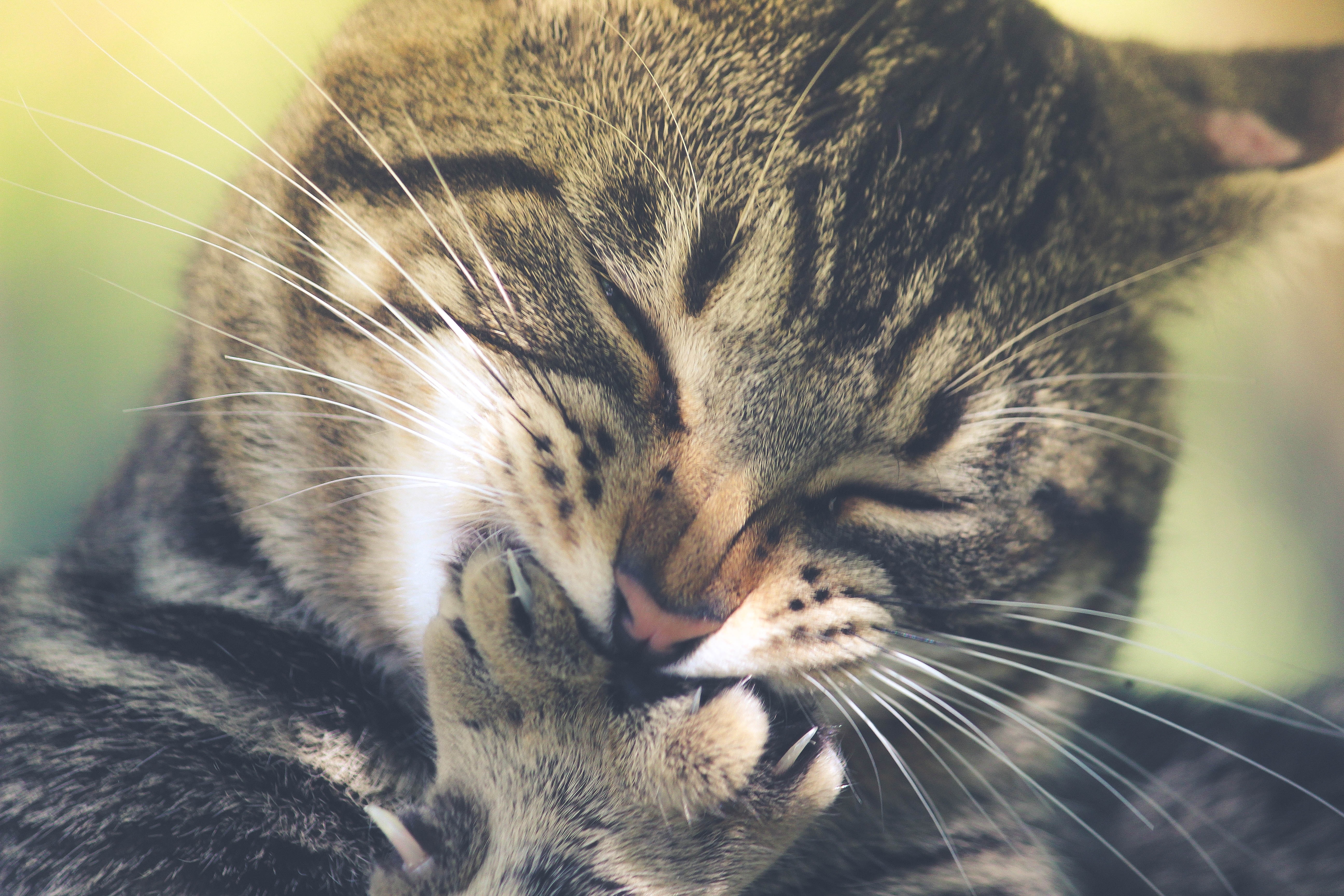 Wallpapers wallpaper cat cute closed eyes on the desktop