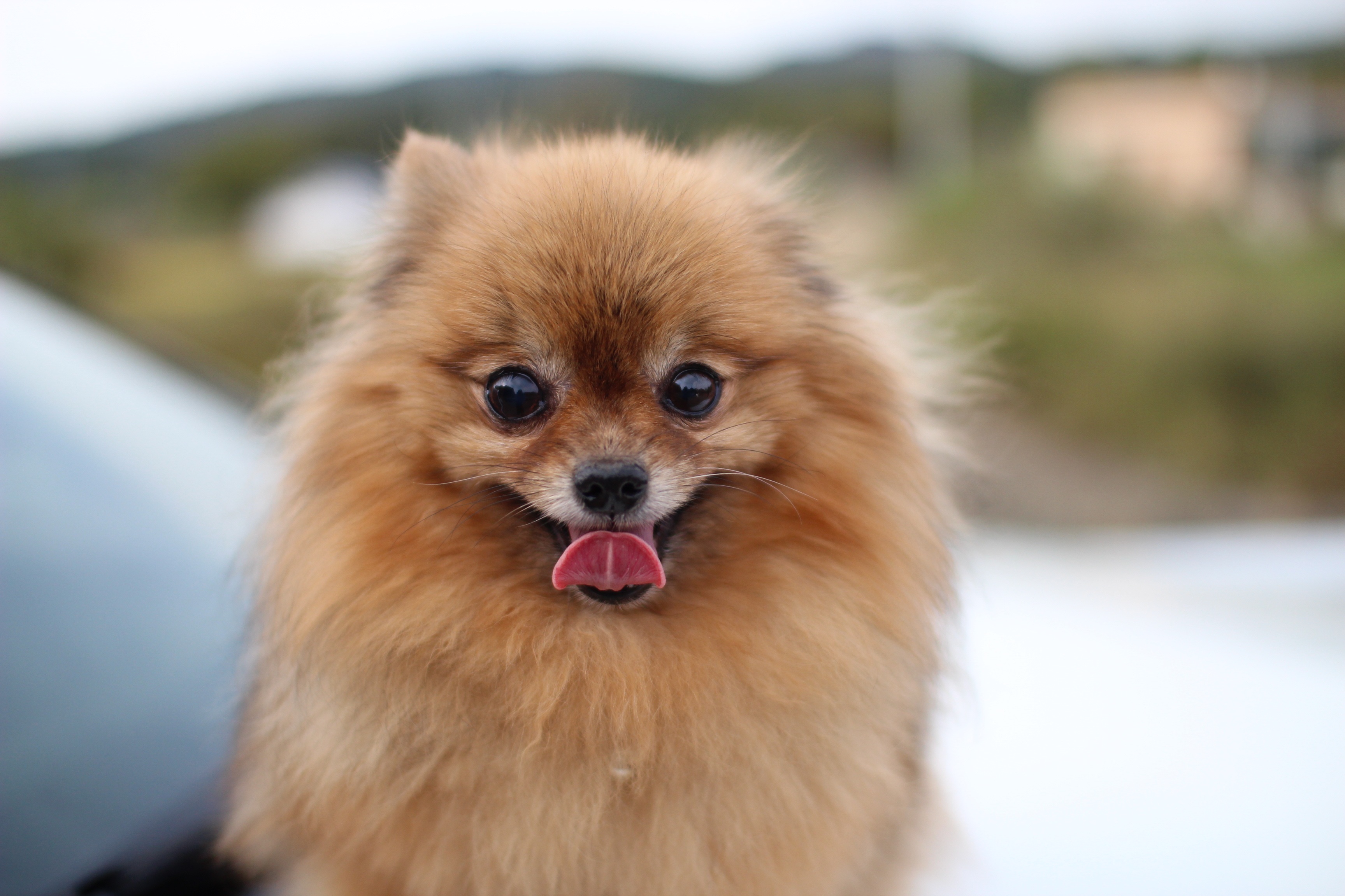 Free photo A red Pomeranian Spitz stares into the camera