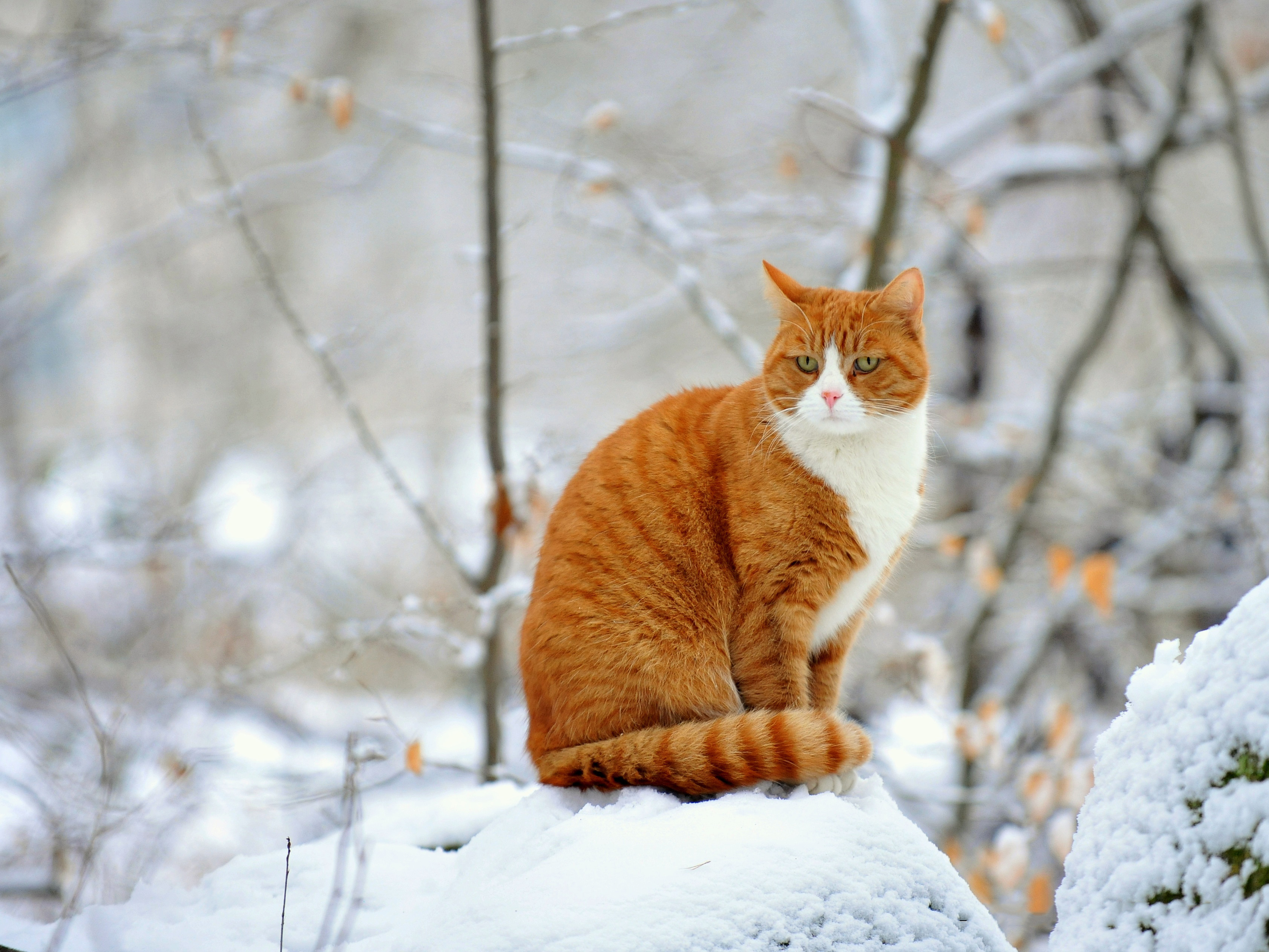 红猫冬日漫步