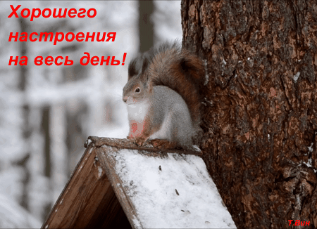 Открытка на тему пожелание животные добрый день скачать бесплатно