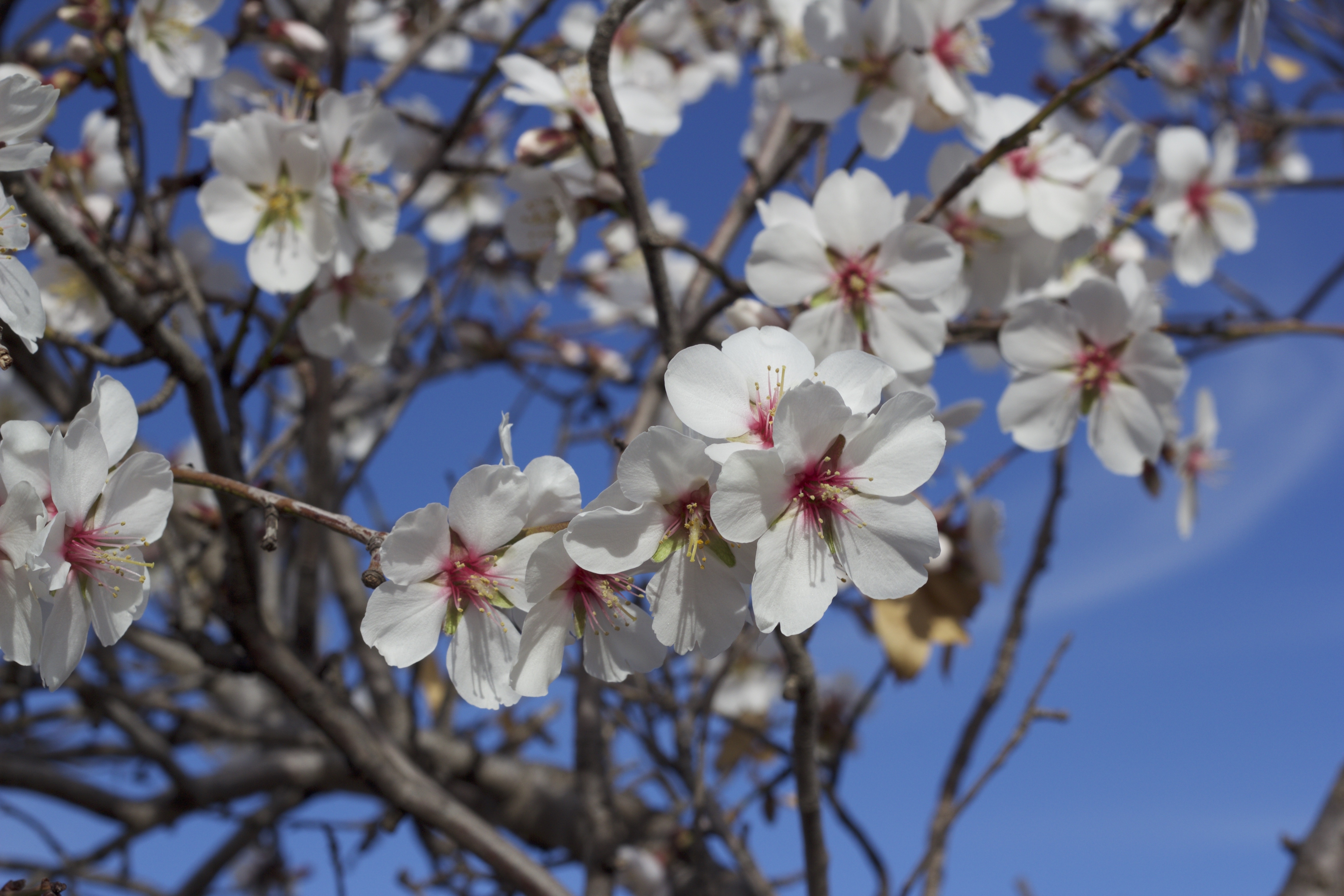 Free photo White little flowers on a tree