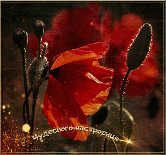 主题为心情 红罂粟 动画的明信片免费下载