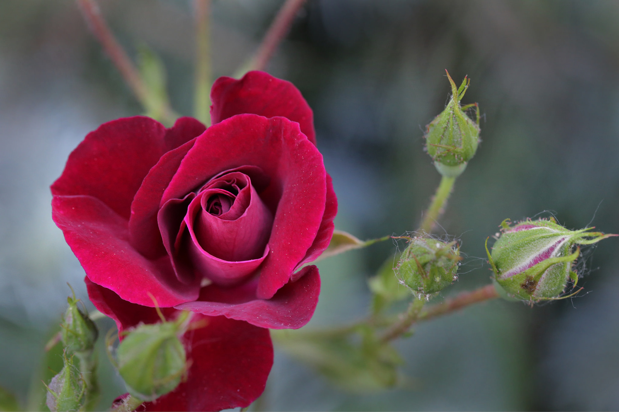 Free photo Unleashed Rose