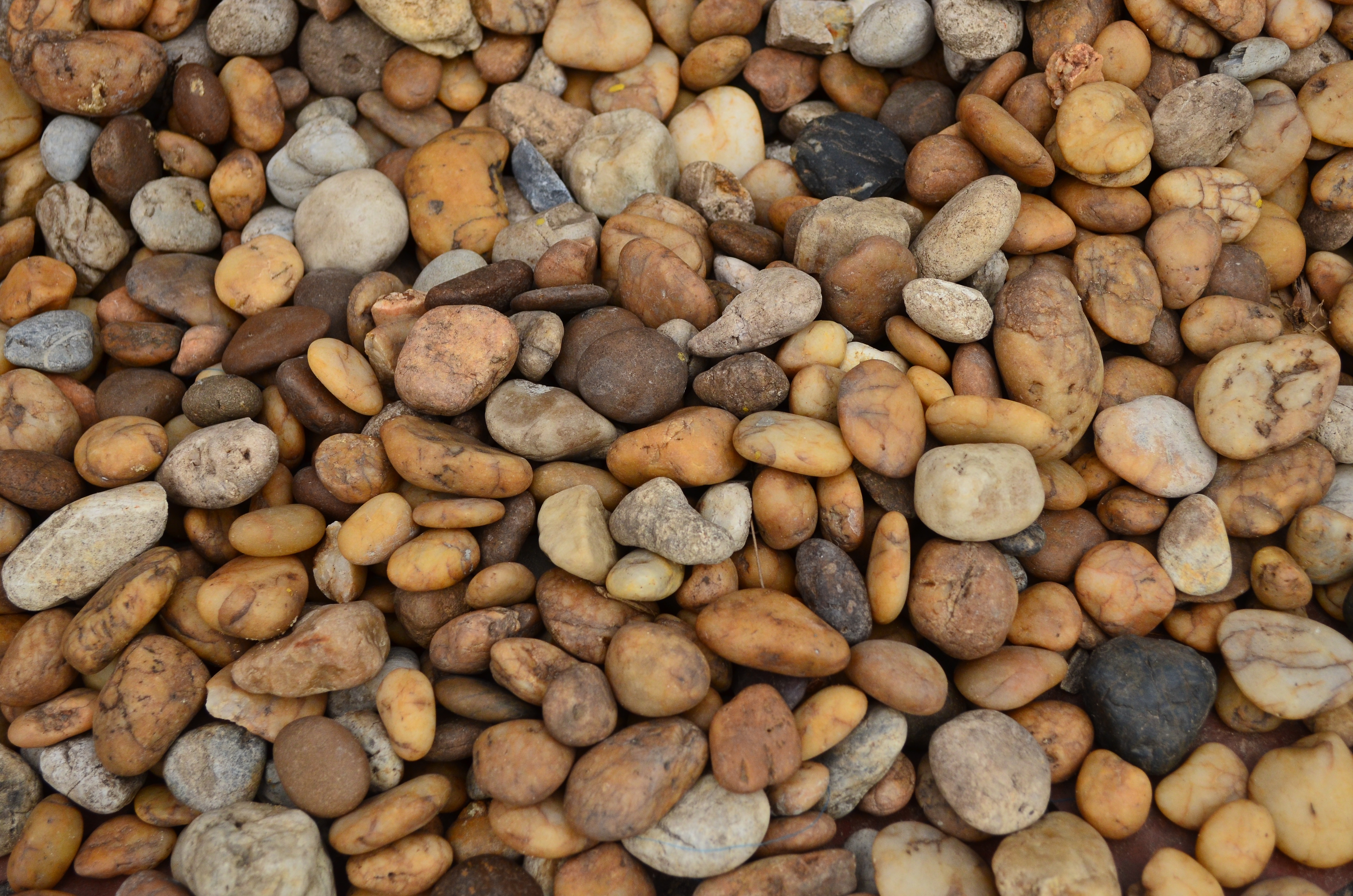 免费照片海卵石墙纸