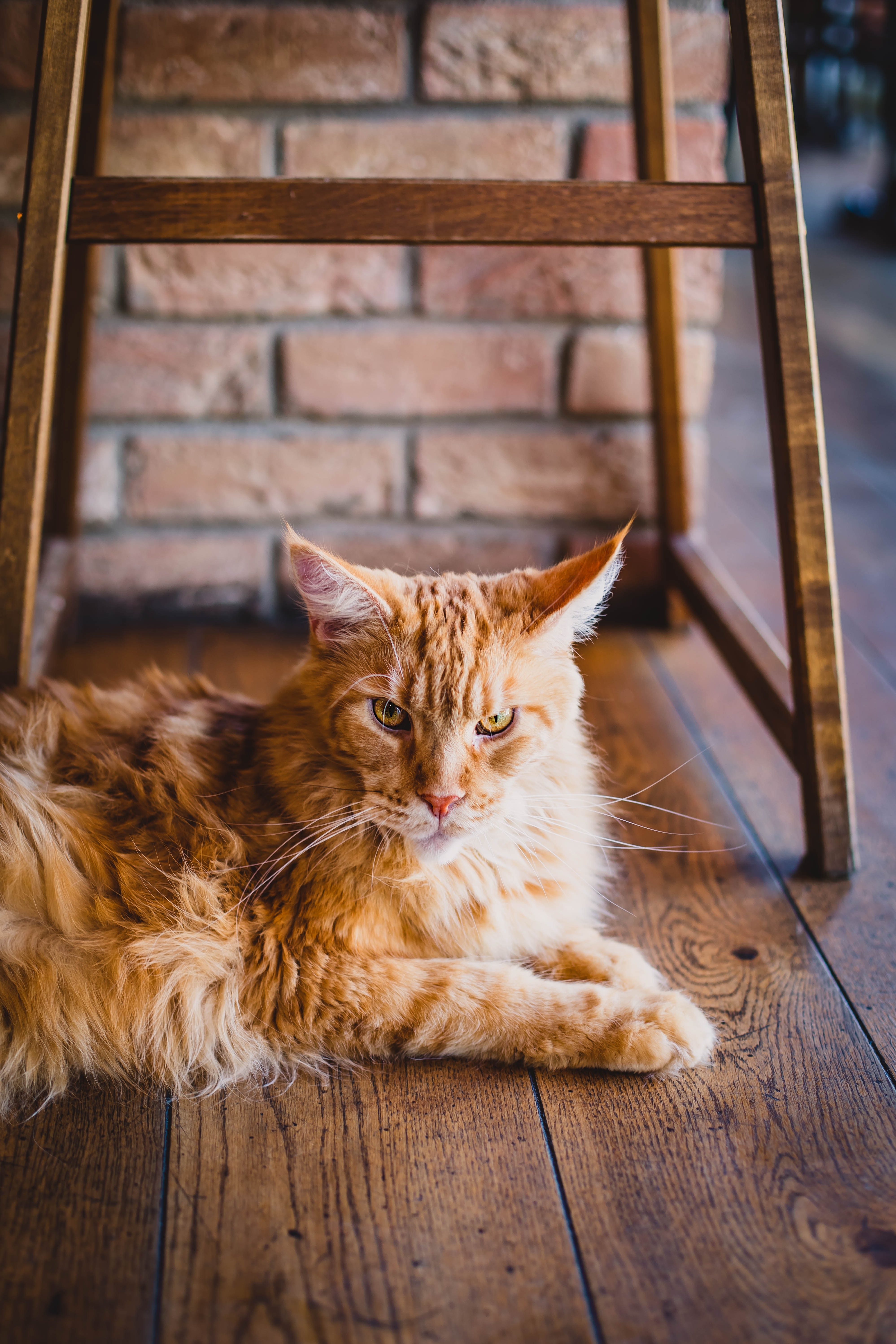 Free photo An angry ginger cat lies in wait and watches.