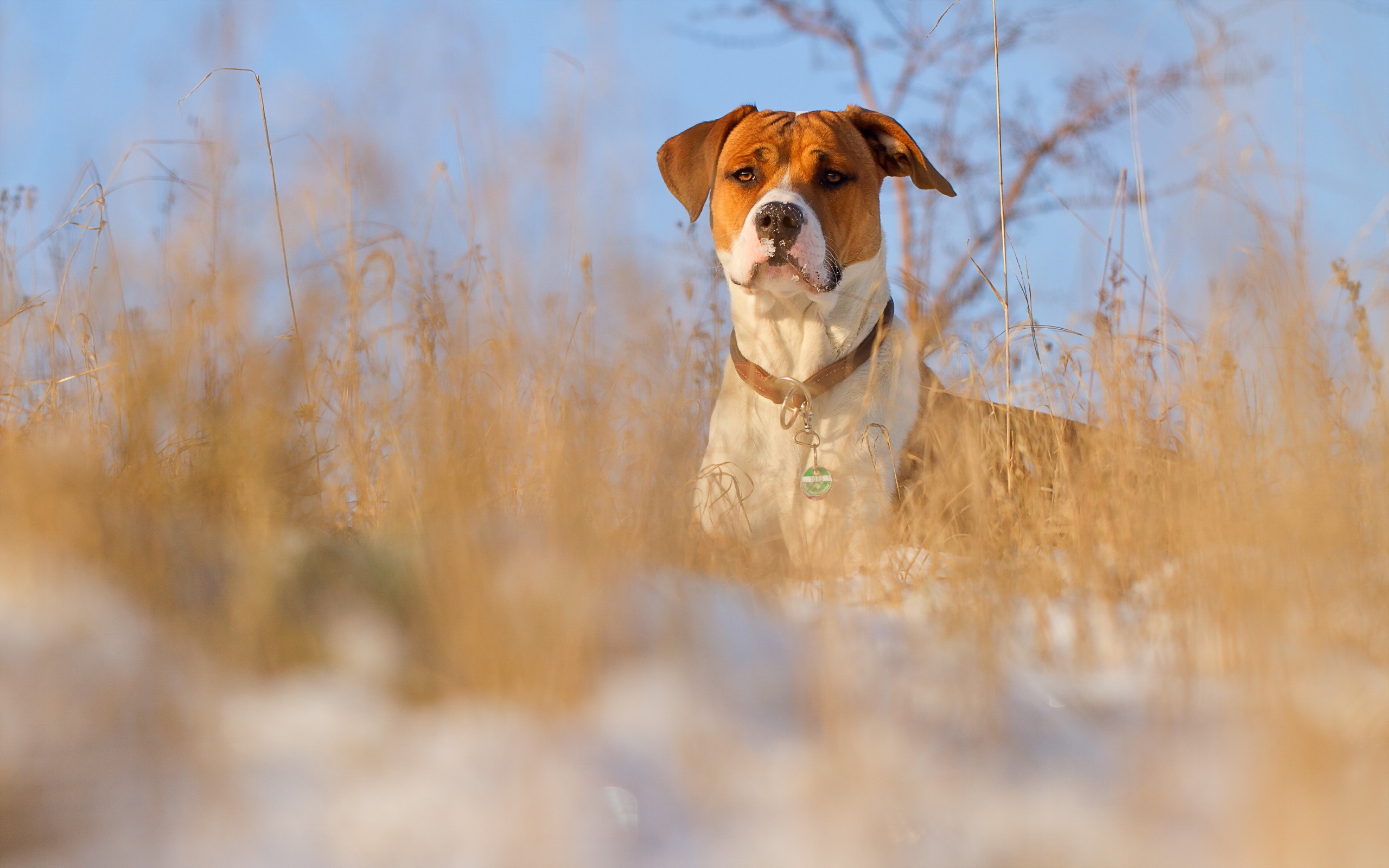 拉布拉多猎犬在冬季草坪上散步