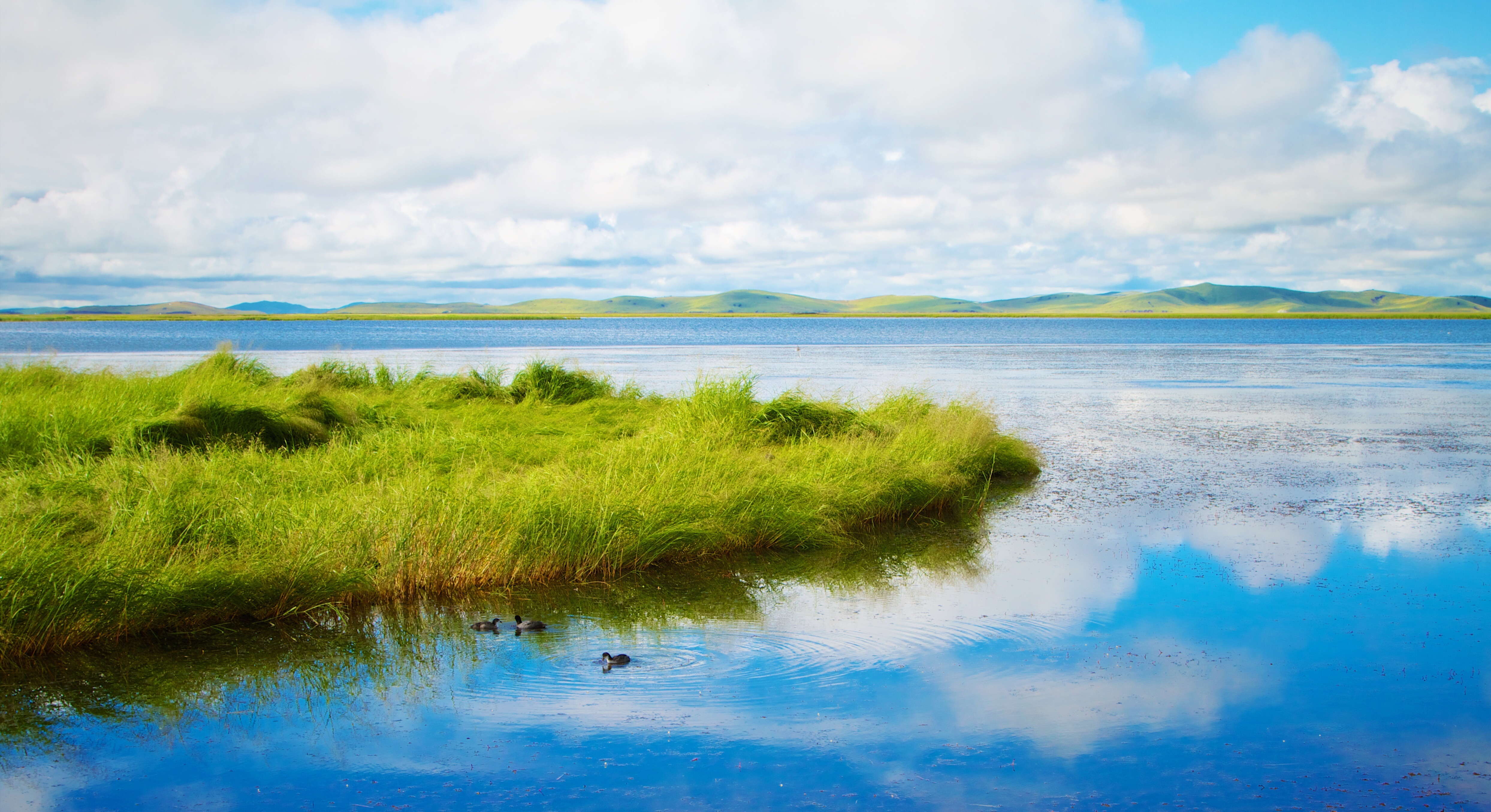 Free photo Green grass grows on the water