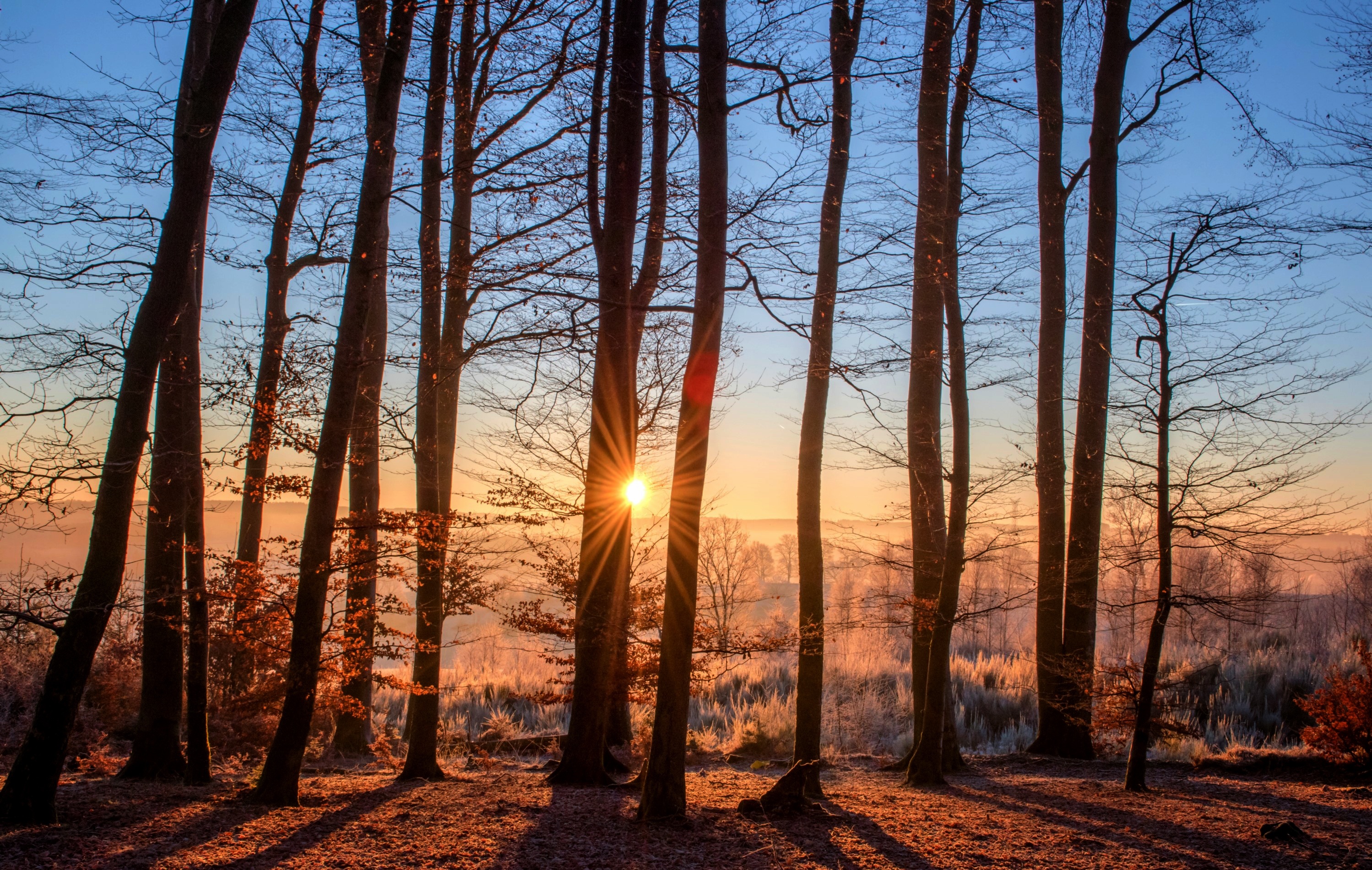 Free photo Freezing temperatures in the forest during the morning sunrise