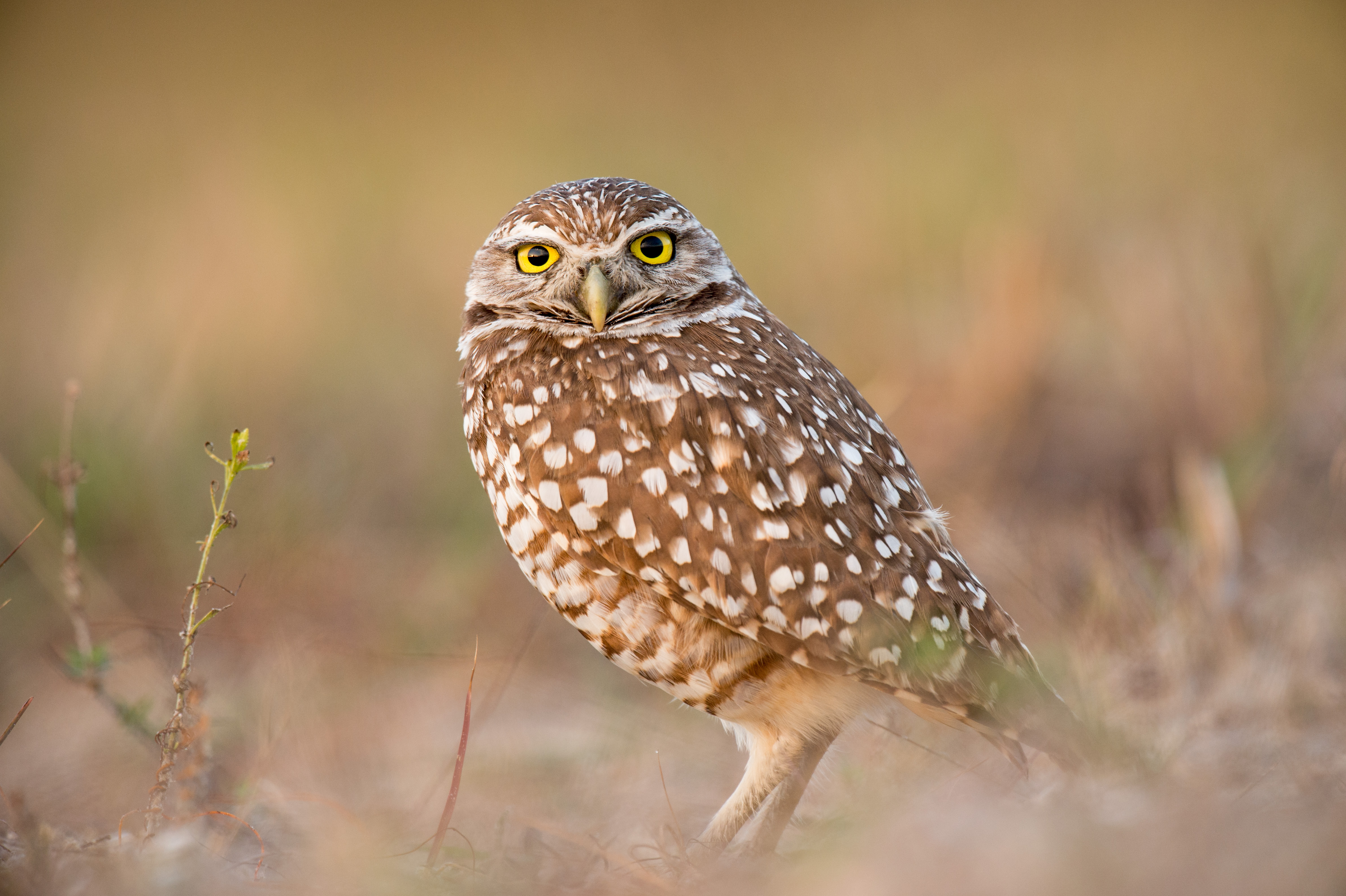 Free photo An owl looks into the camera