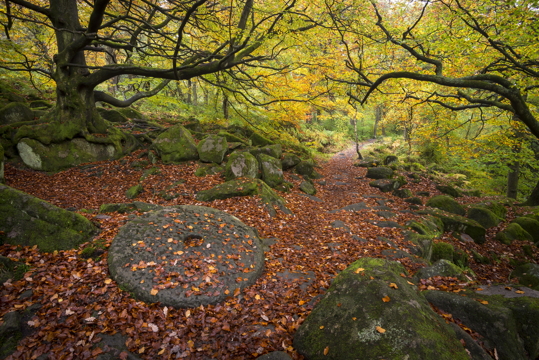 Free photo Autumn forest