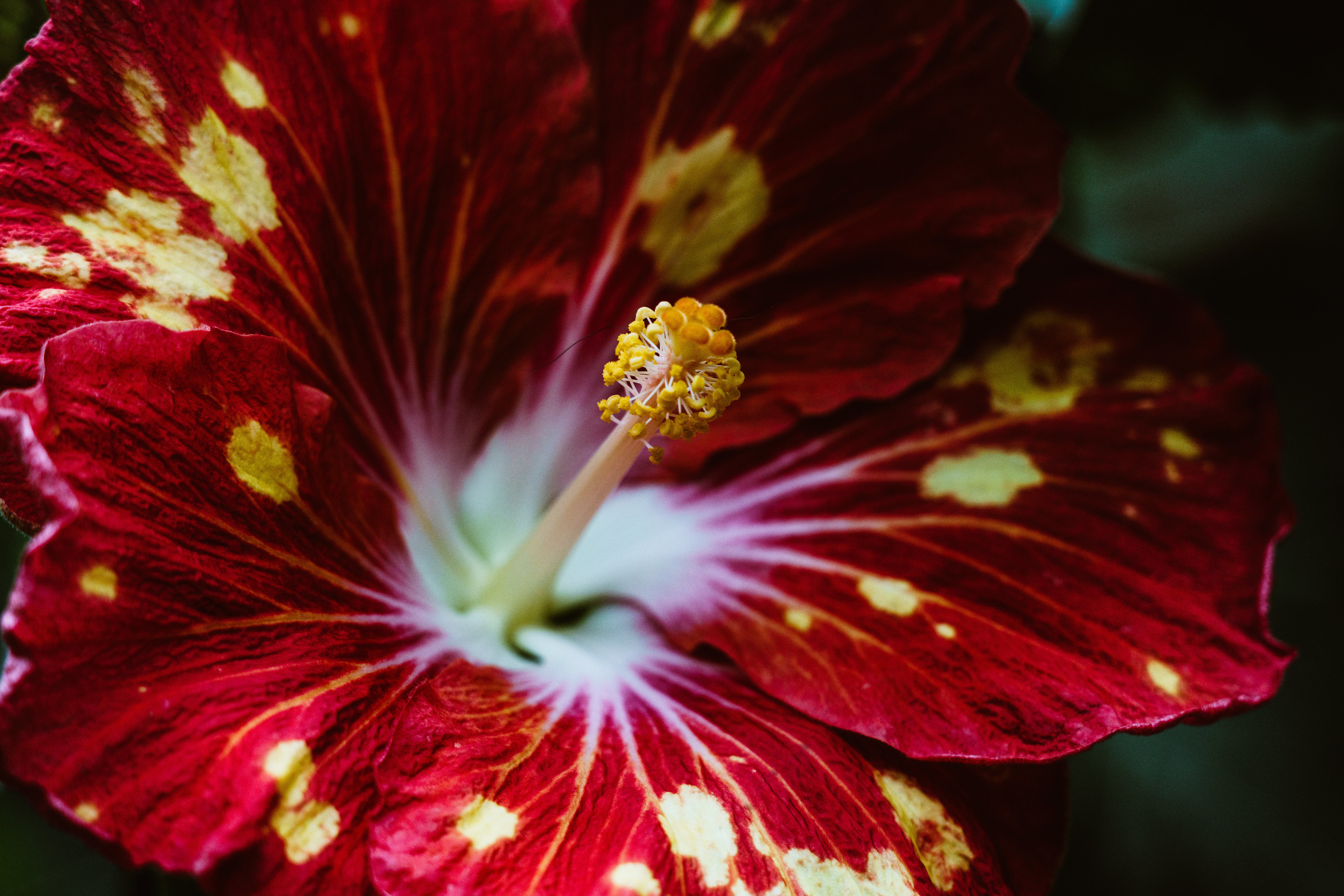 Free photo Red petals with white spots