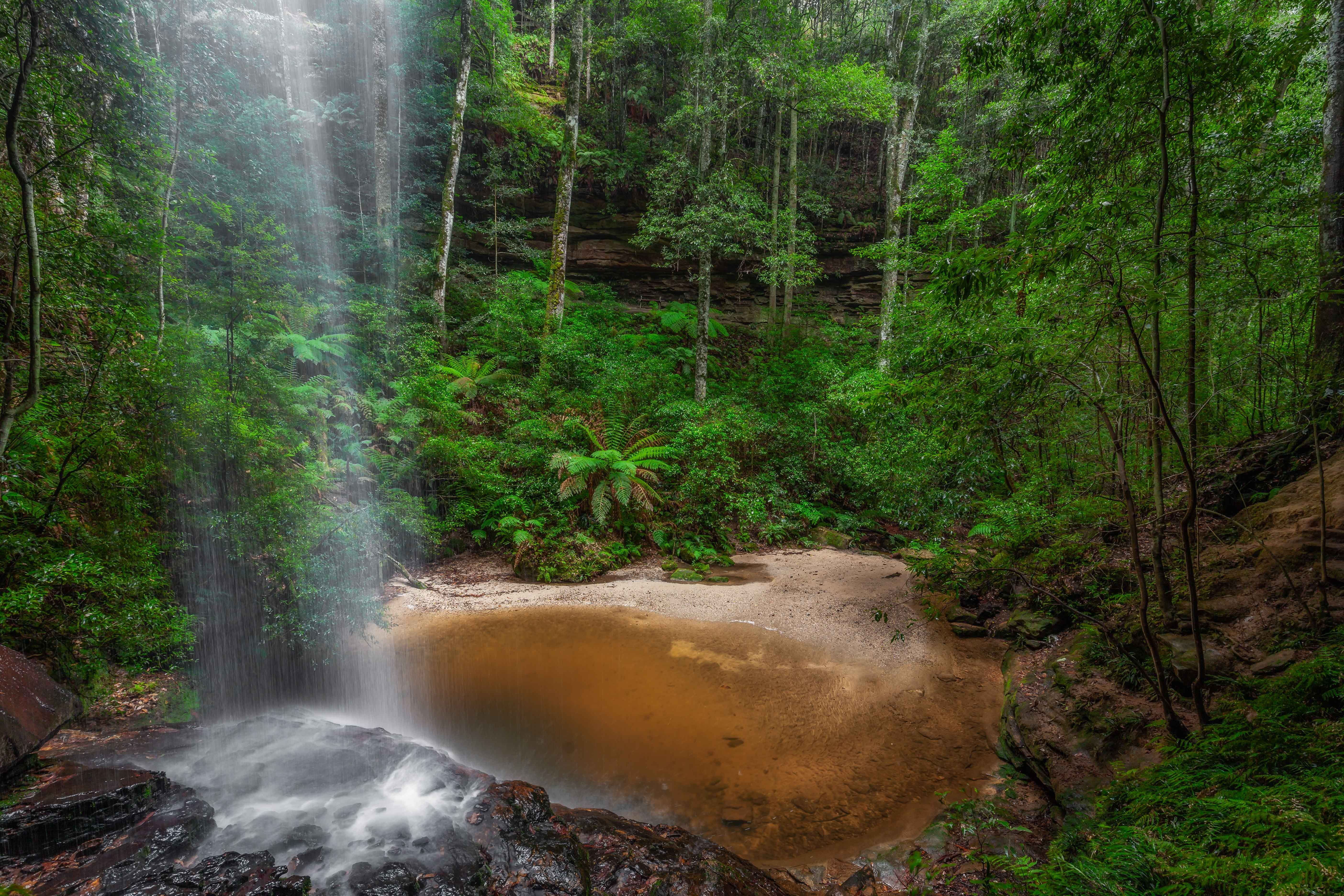 Wallpapers tropical forest Australia South Wales on the desktop