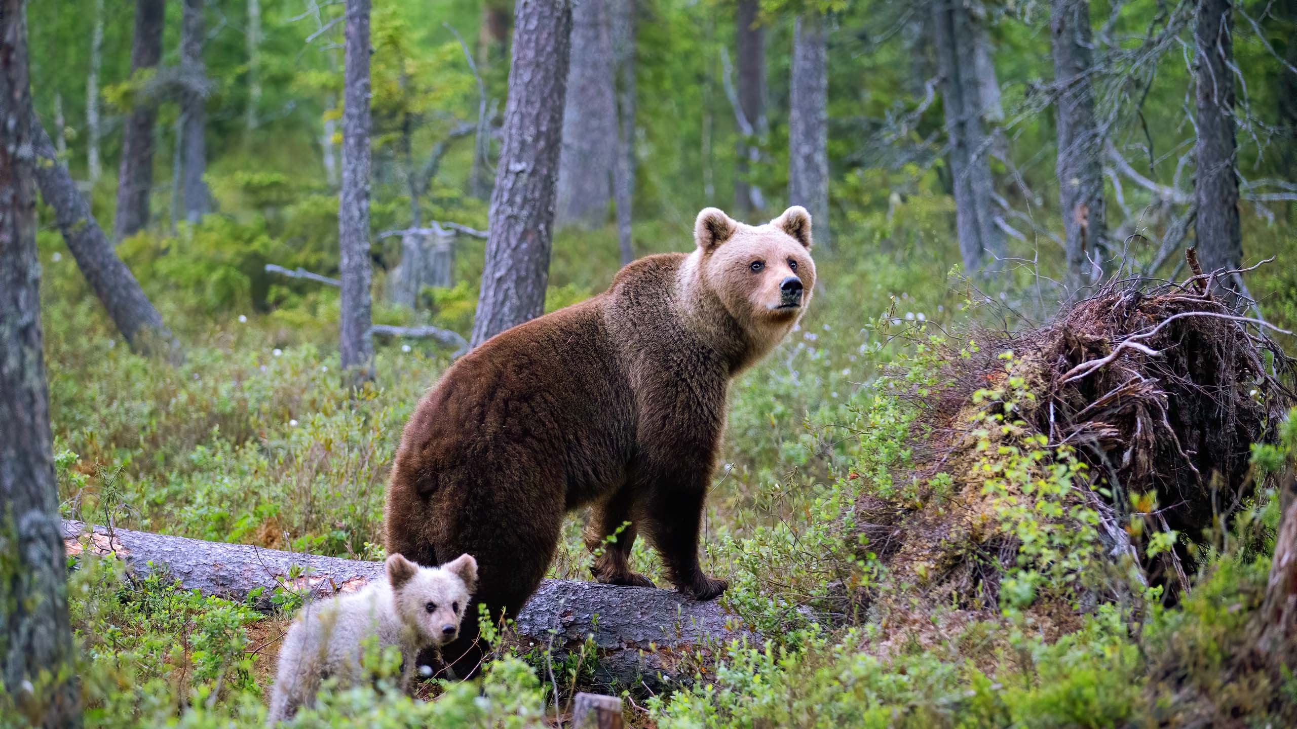免费照片树林中的熊妈妈和她的孩子