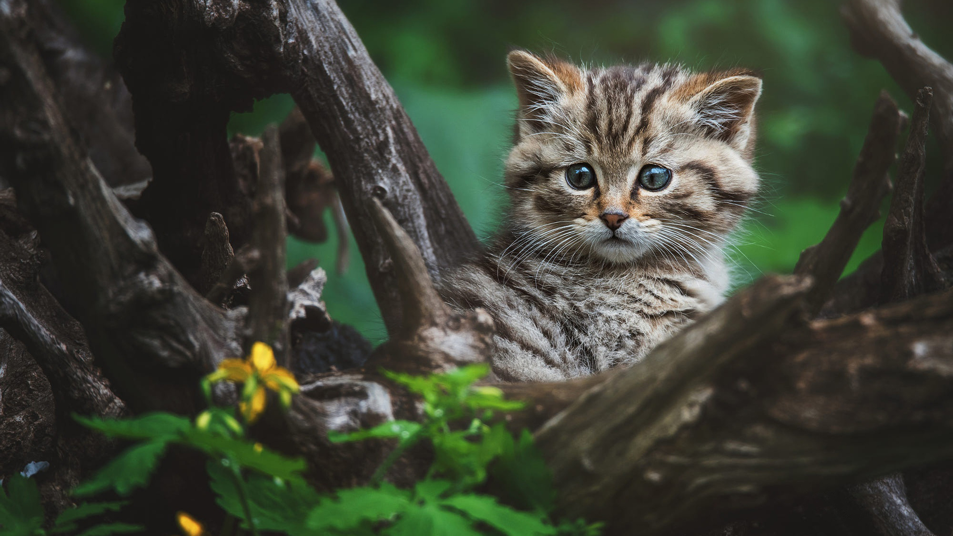 Free photo Surprised kitten