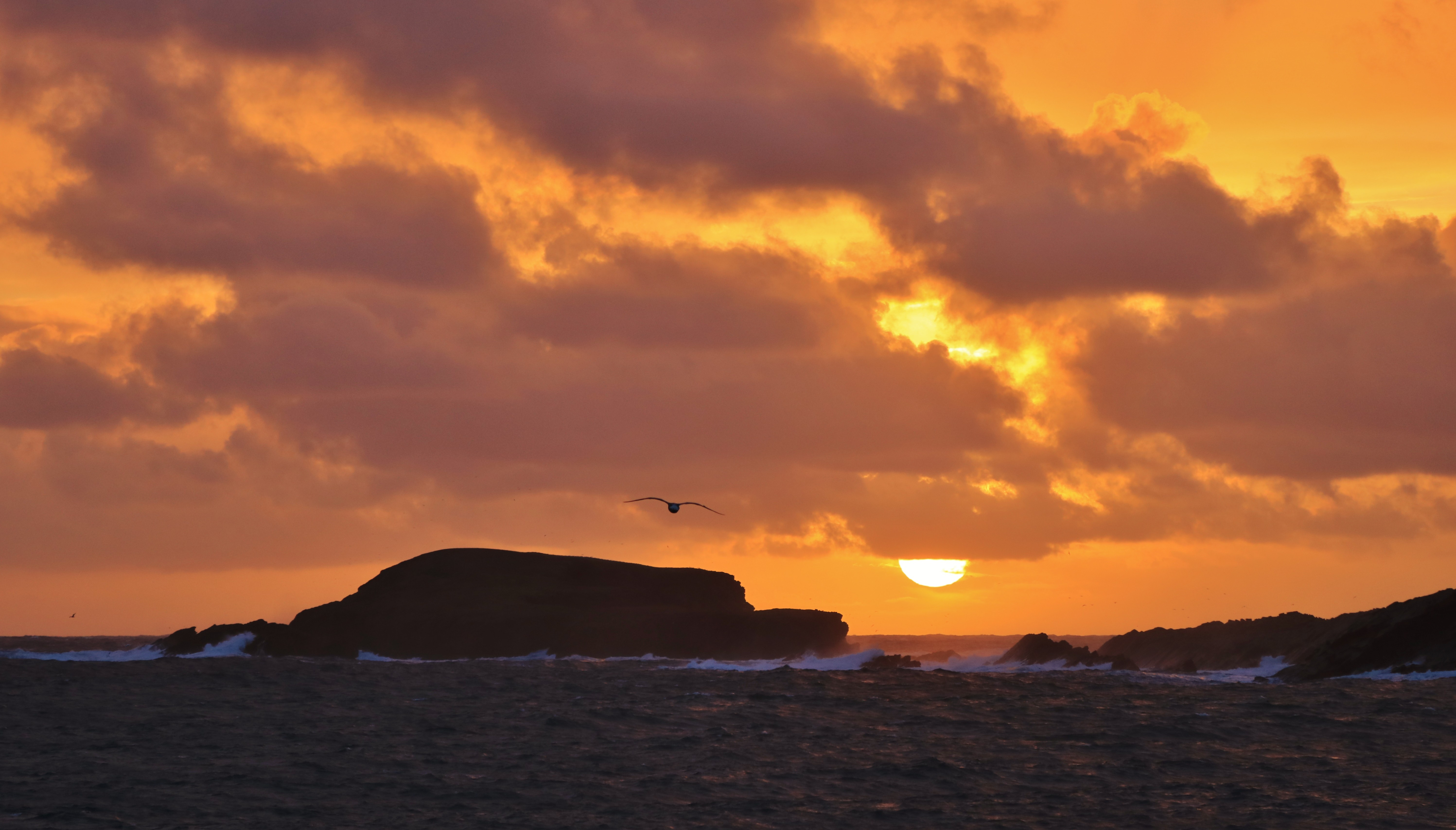 免费照片一只鸟在日落时分飞过海边
