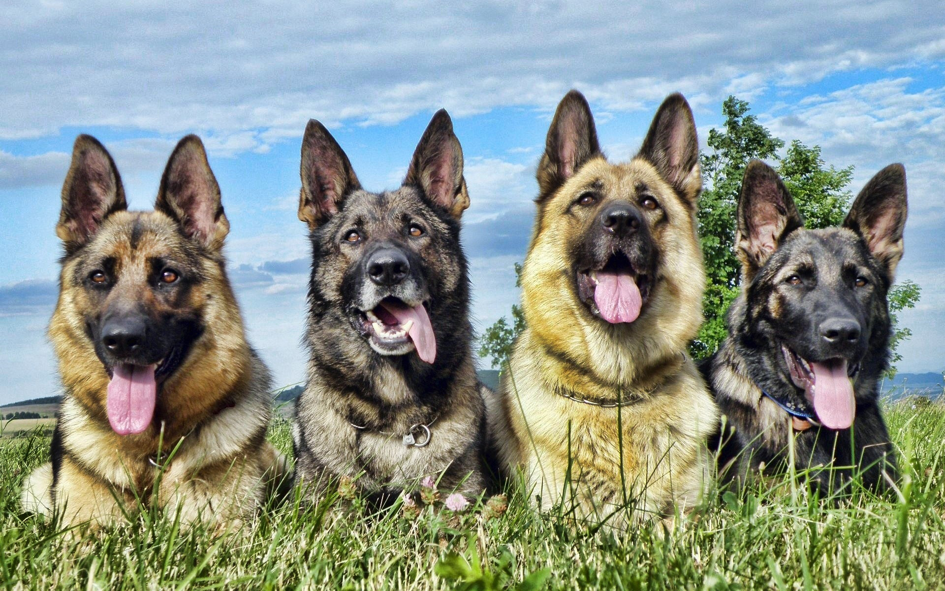 Wallpapers sheep dogs muzzles eyes on the desktop