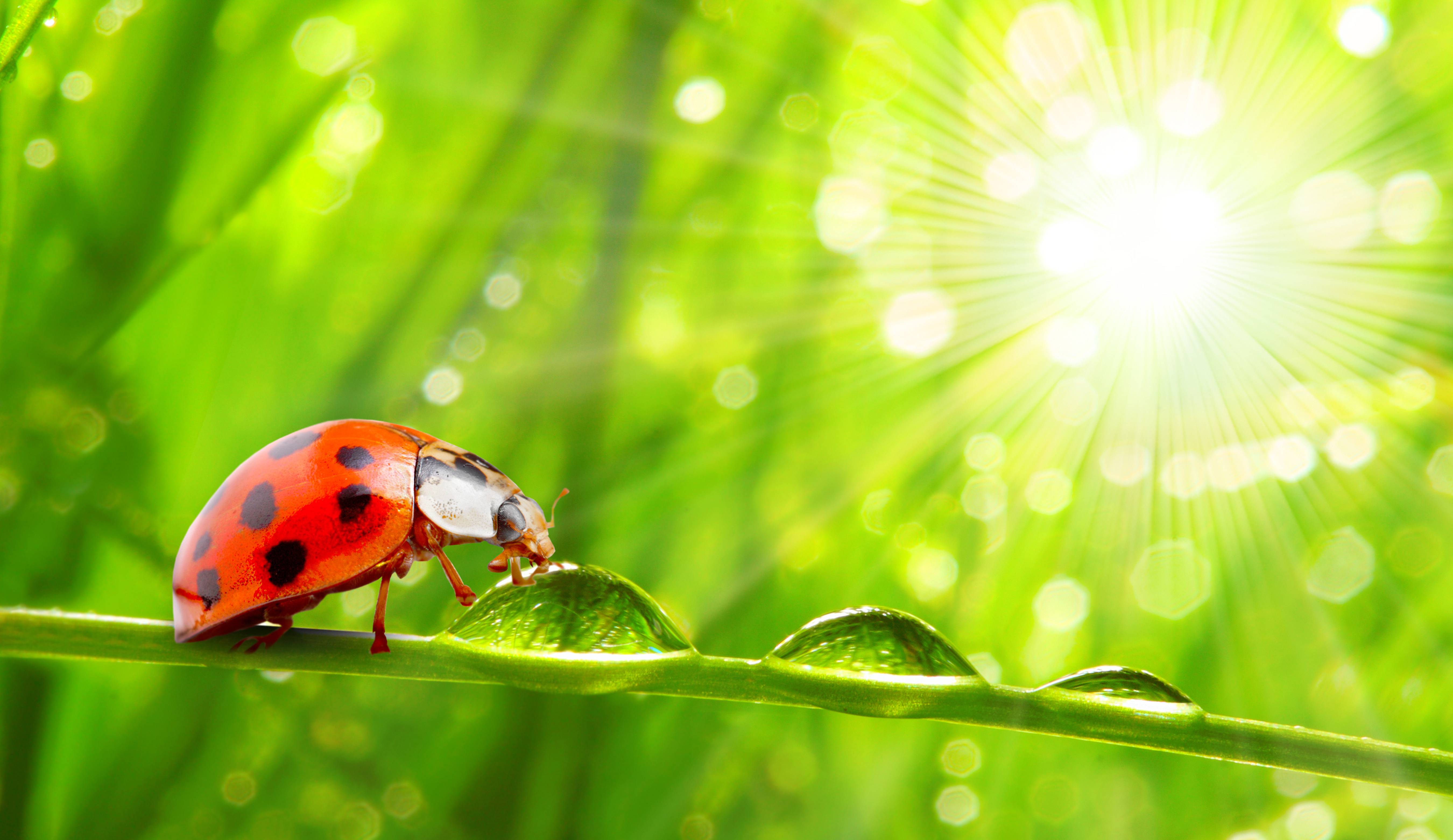 Wallpapers macro insects greens on the desktop