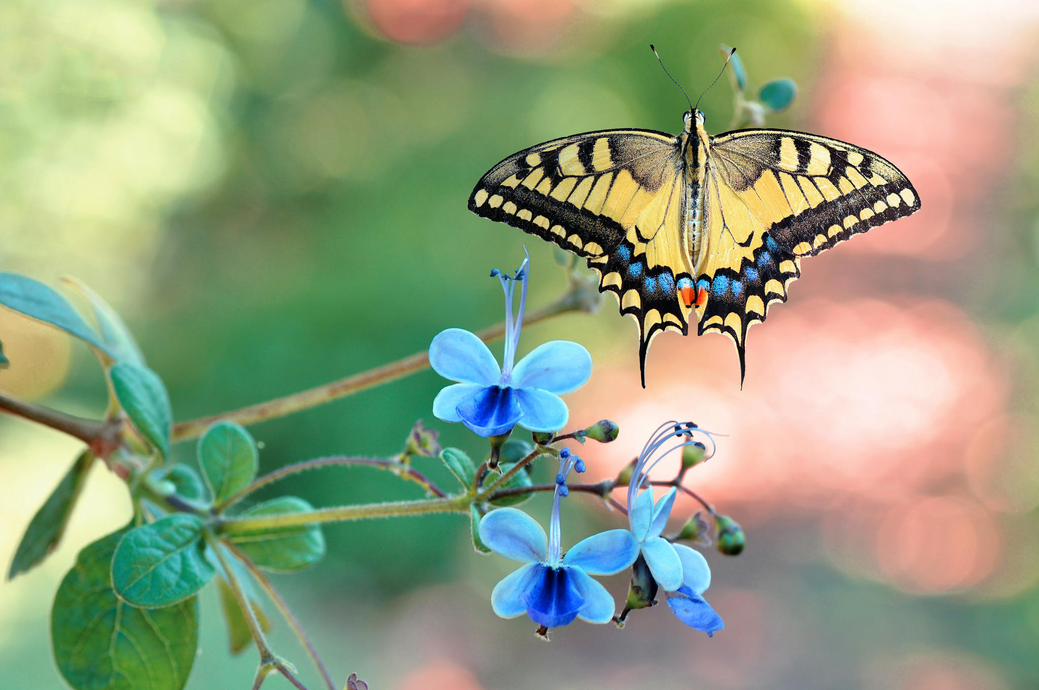 Wallpapers flower butterfly wings insects on the desktop