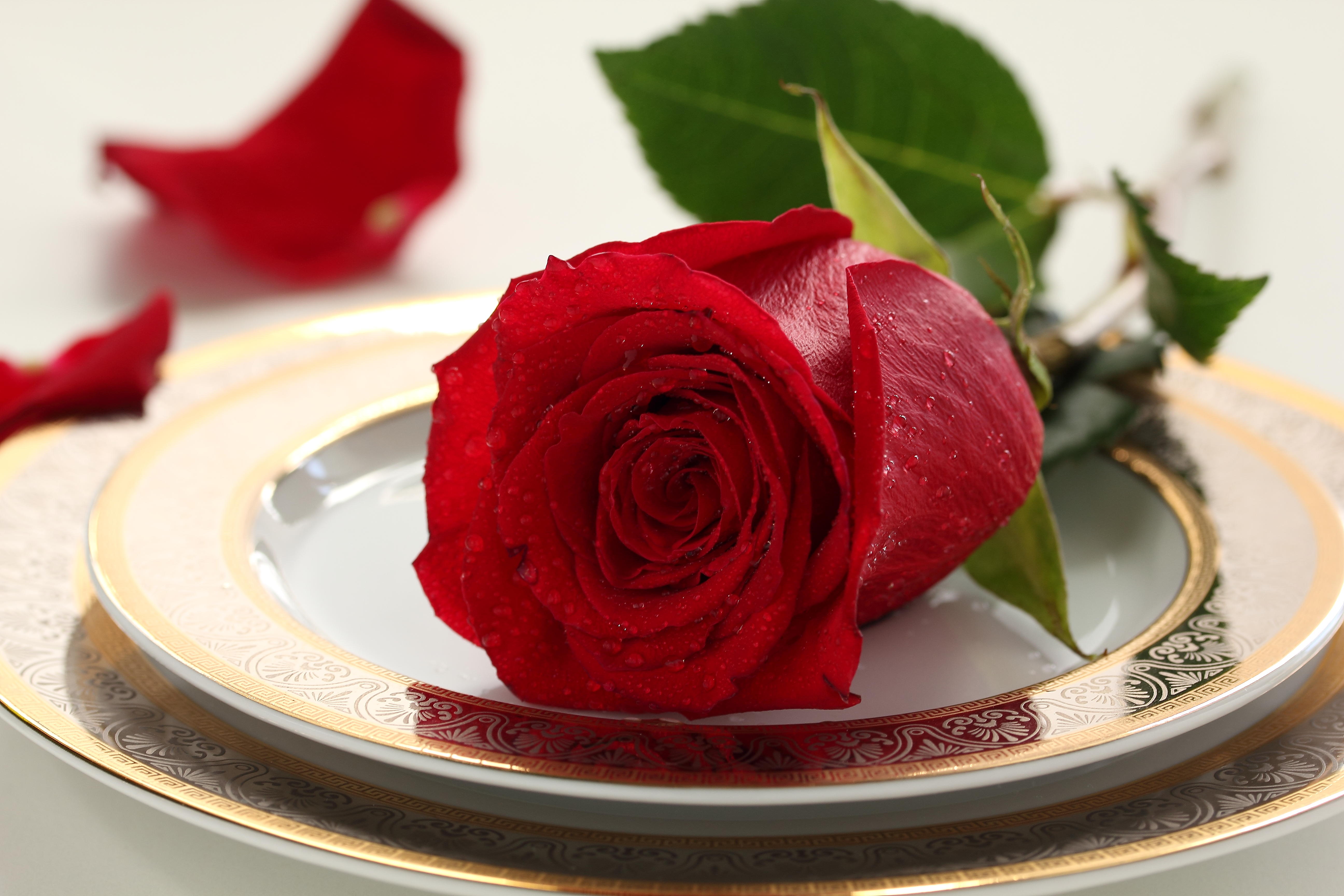 Free photo Picture of roses, a flower on the desktop