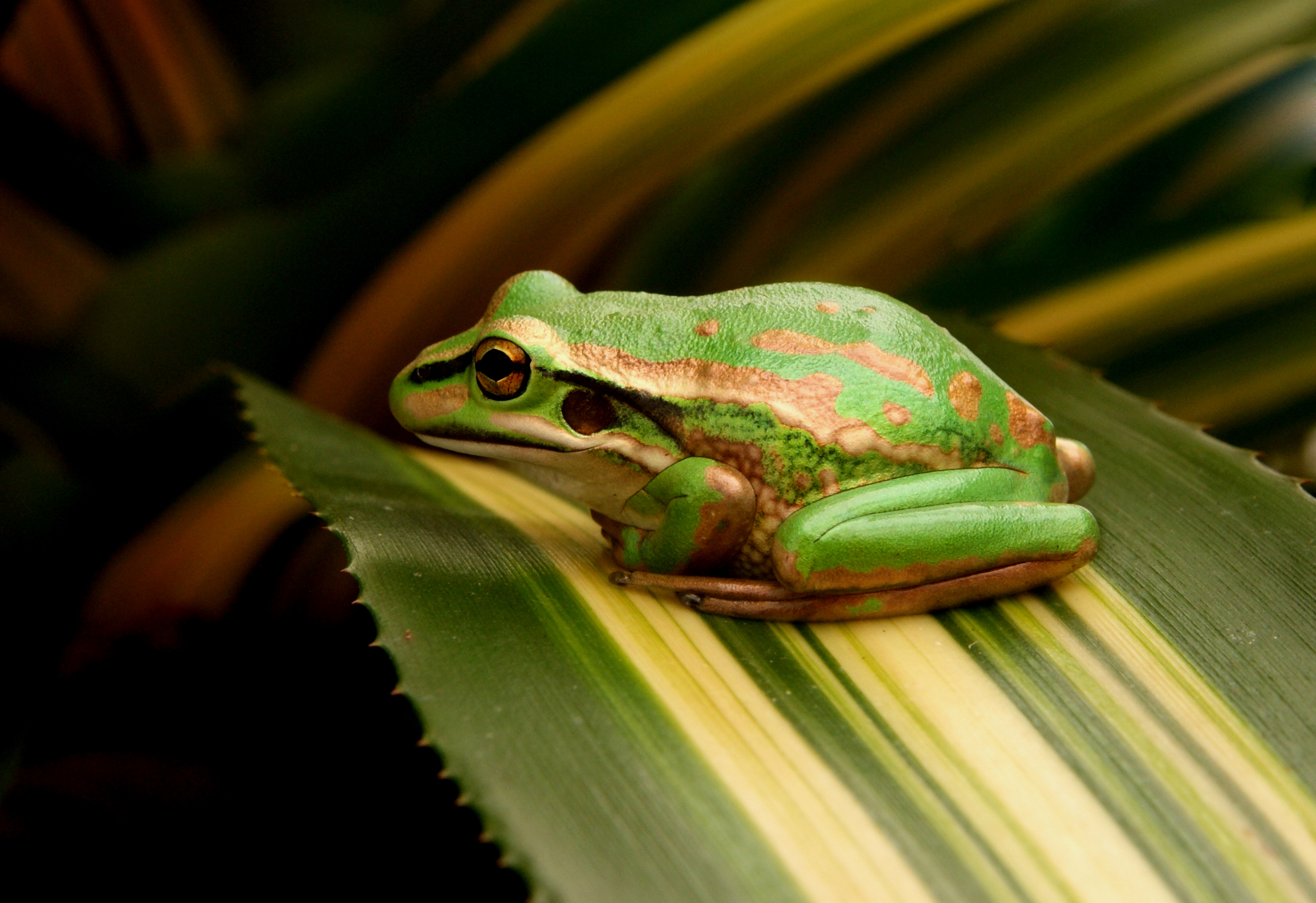 一只青蛙在绿叶上休息。